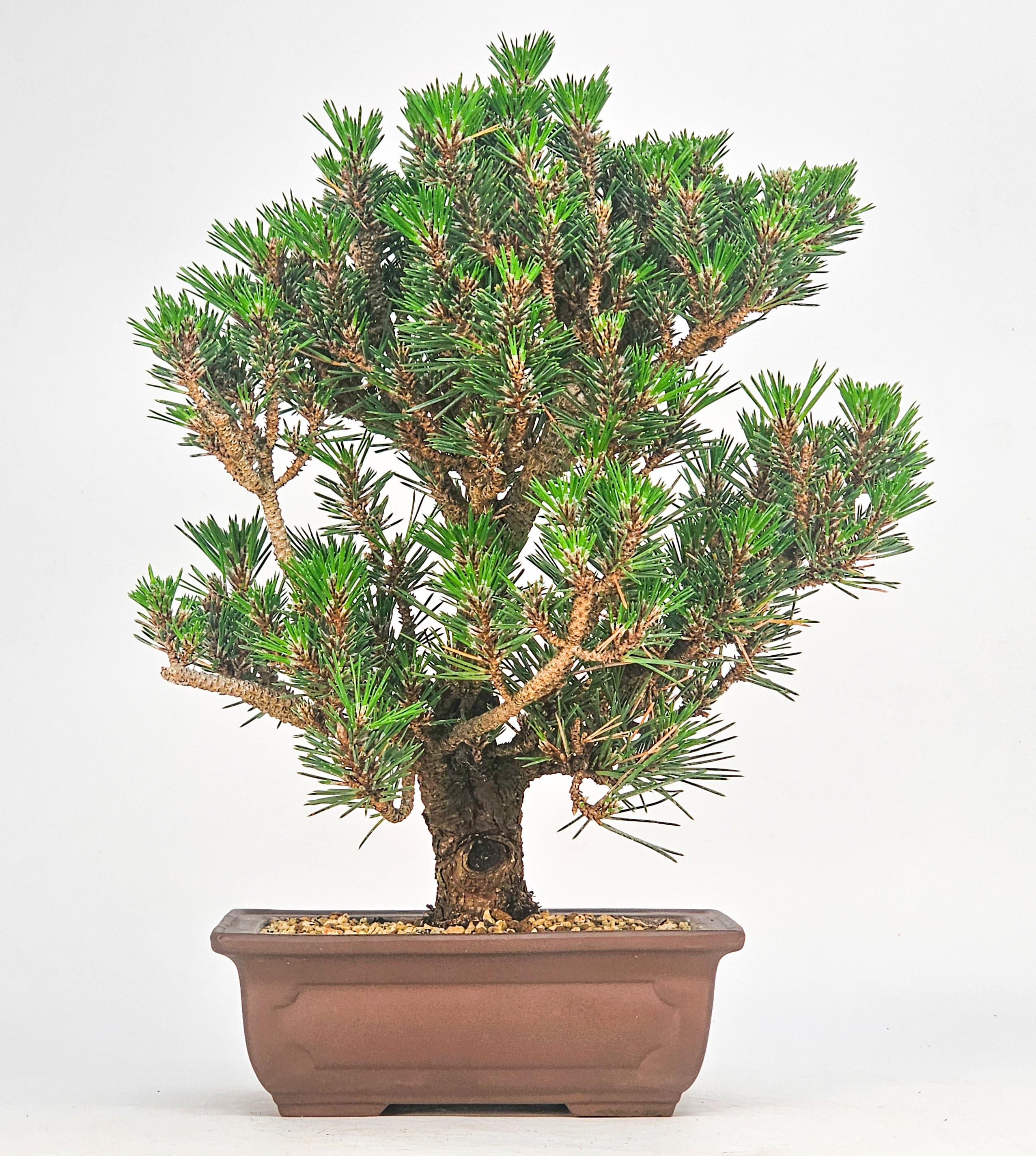 Bonsai Schwarzkiefer - Pinus thunbergii 27cm