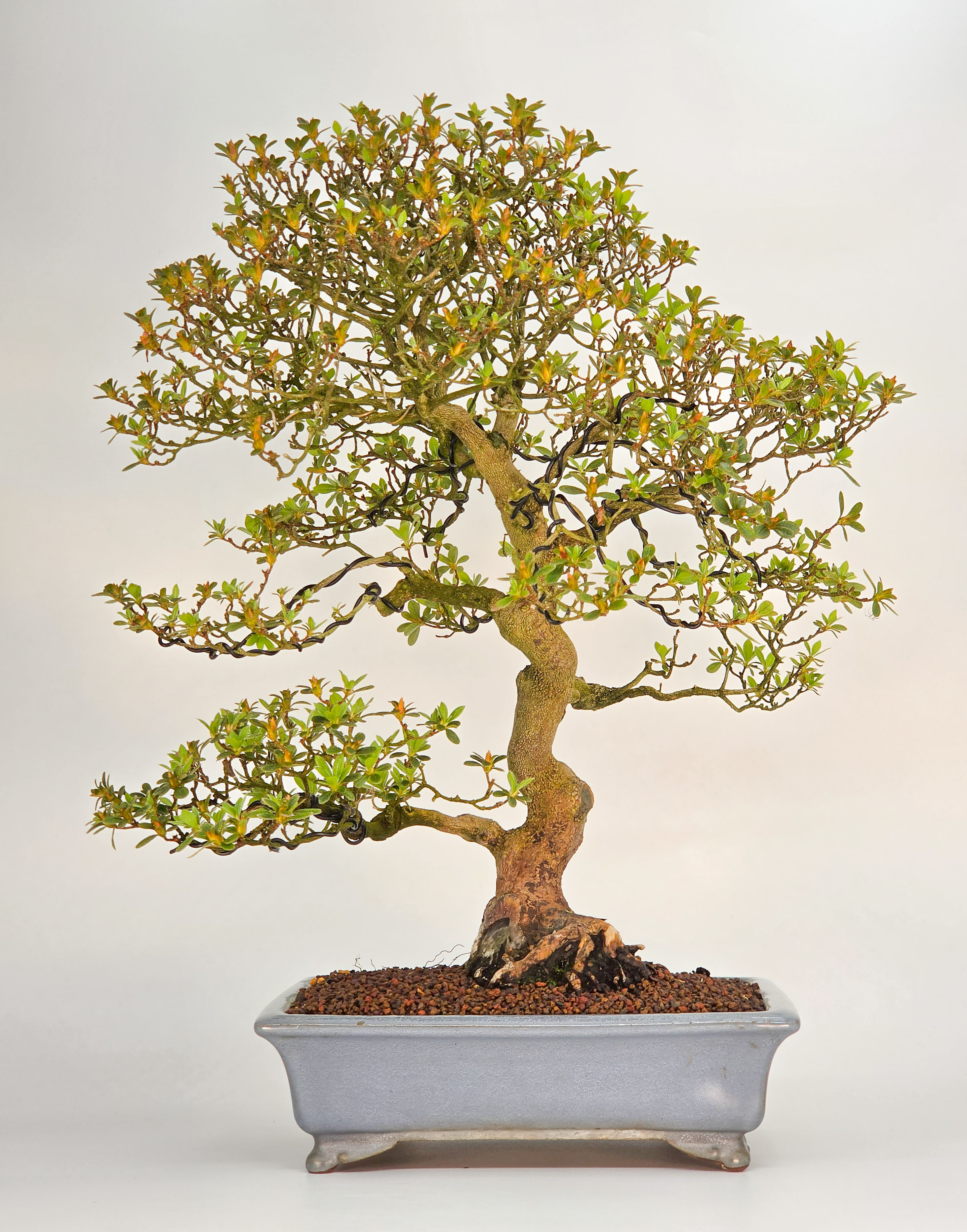 Bonsai Azalee Rhododendron indicum -Miyamamangetsu- 43,5cm