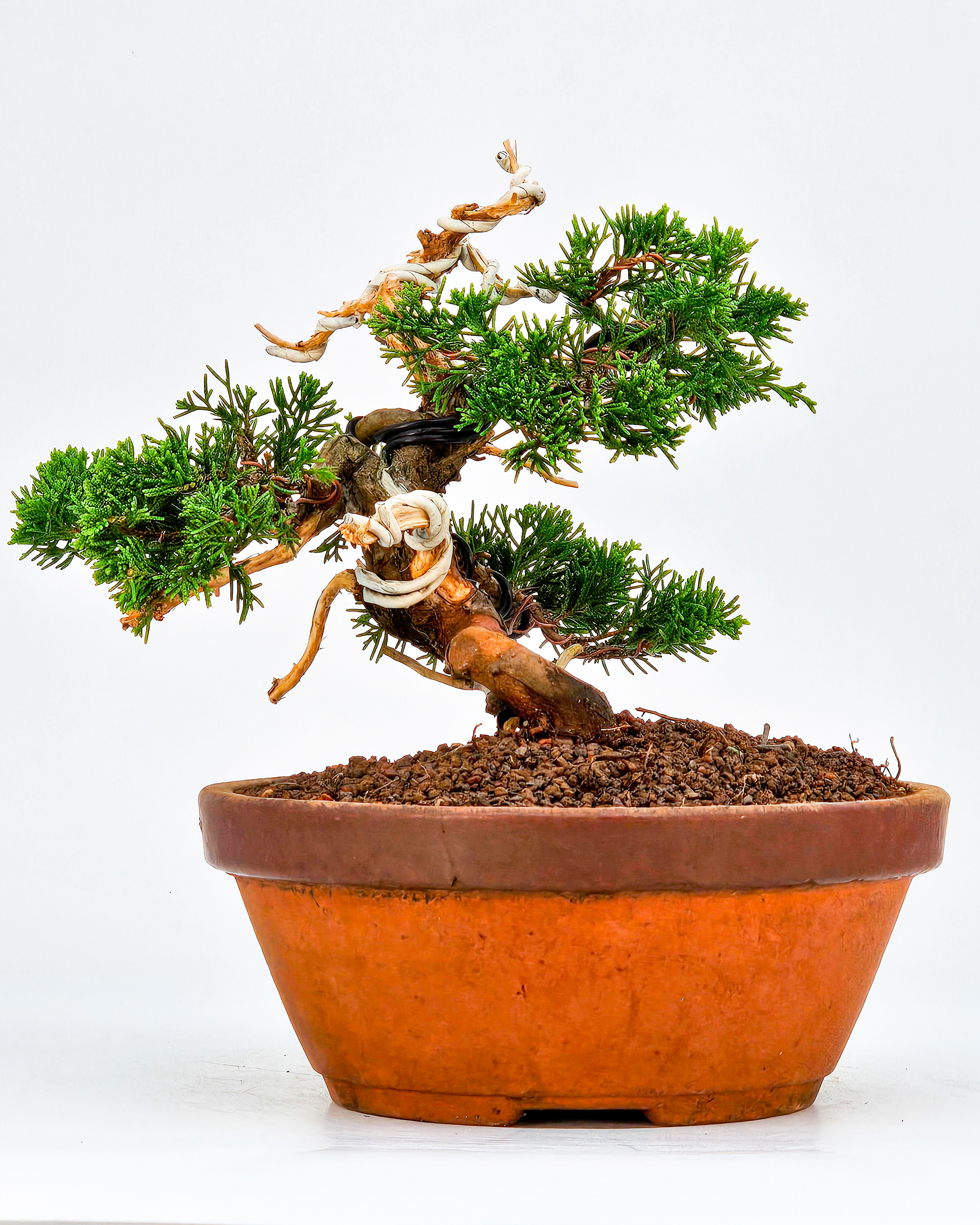 Bonsai Wacholder Juniperus chinensis Shohin 17cm