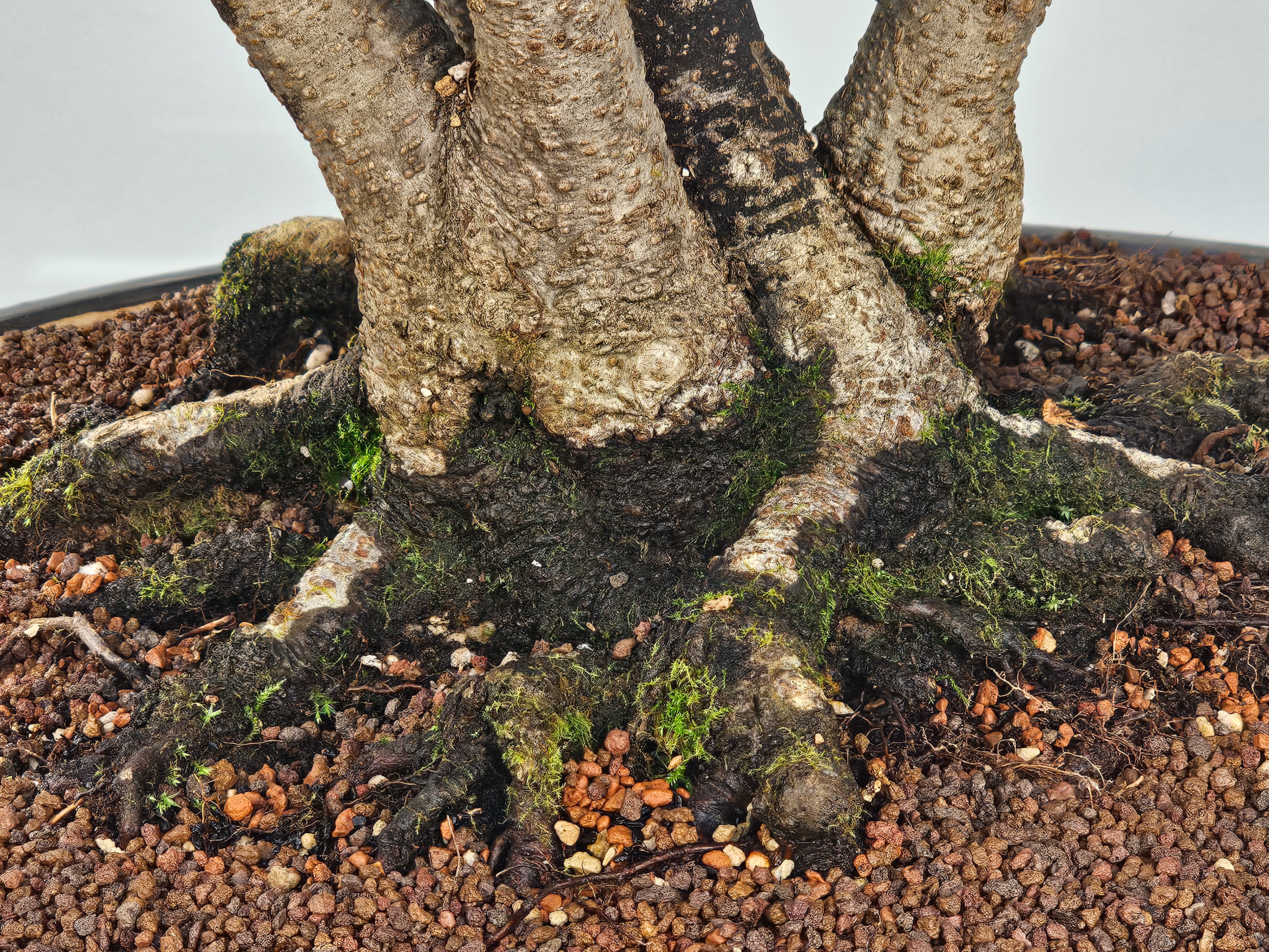 Bonsai Multitrunk Rotbuche - Fagus sylvatica 66cm 