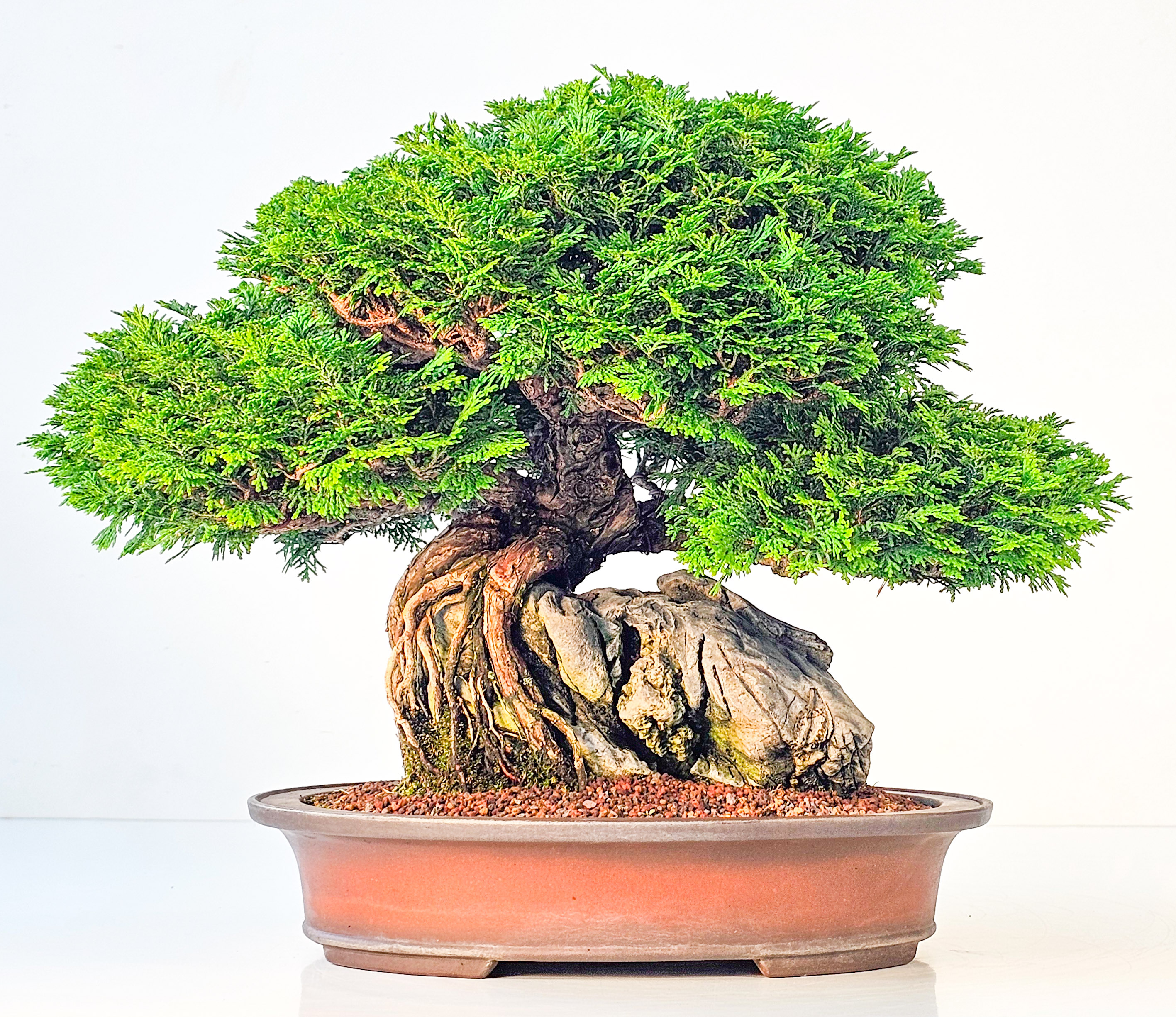 Bonsai Chamaecyparis obtusa 30 cm