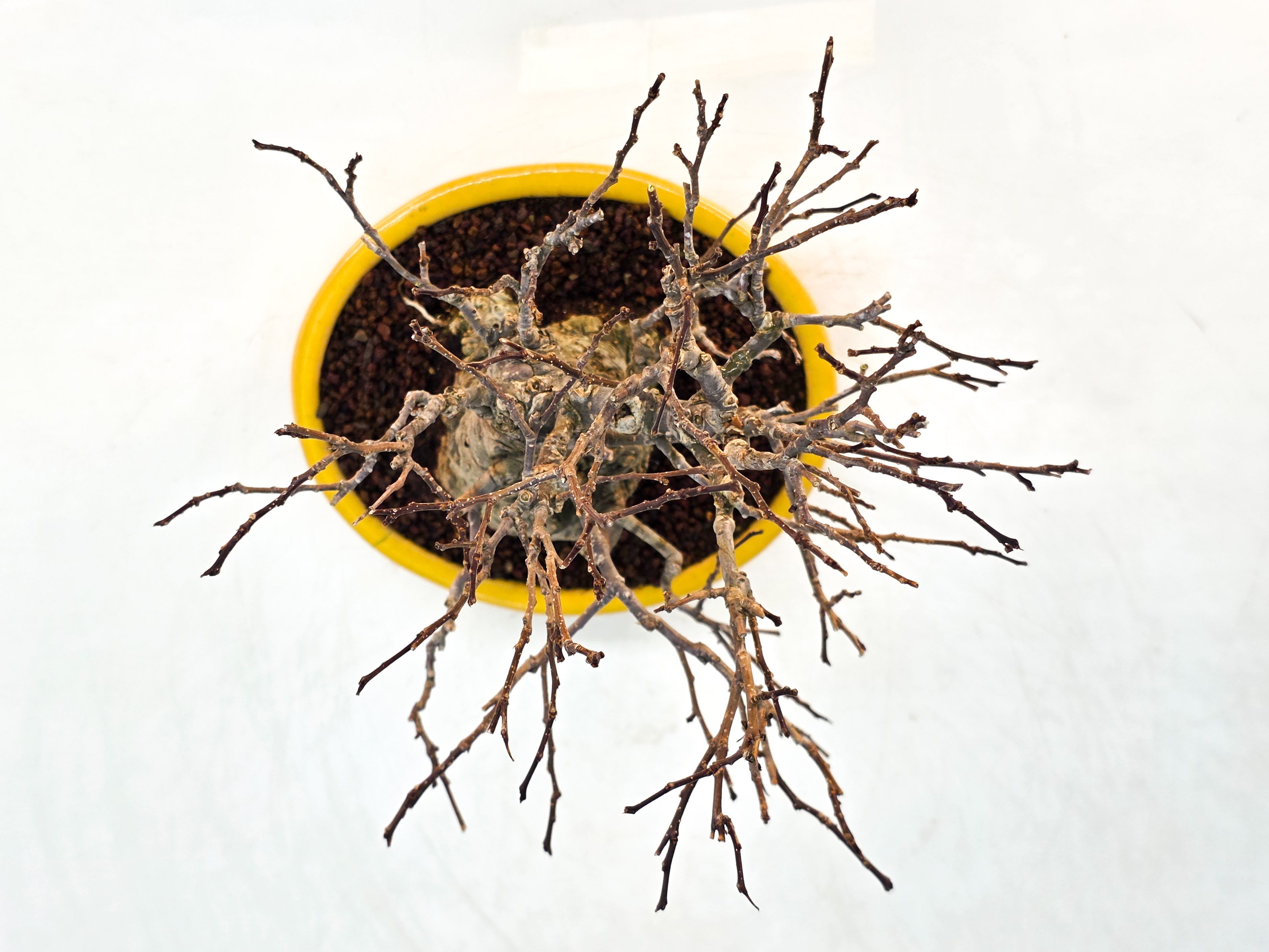 Bonsai Jap. Winterbeere - Ilex serrata Shohin 21cm