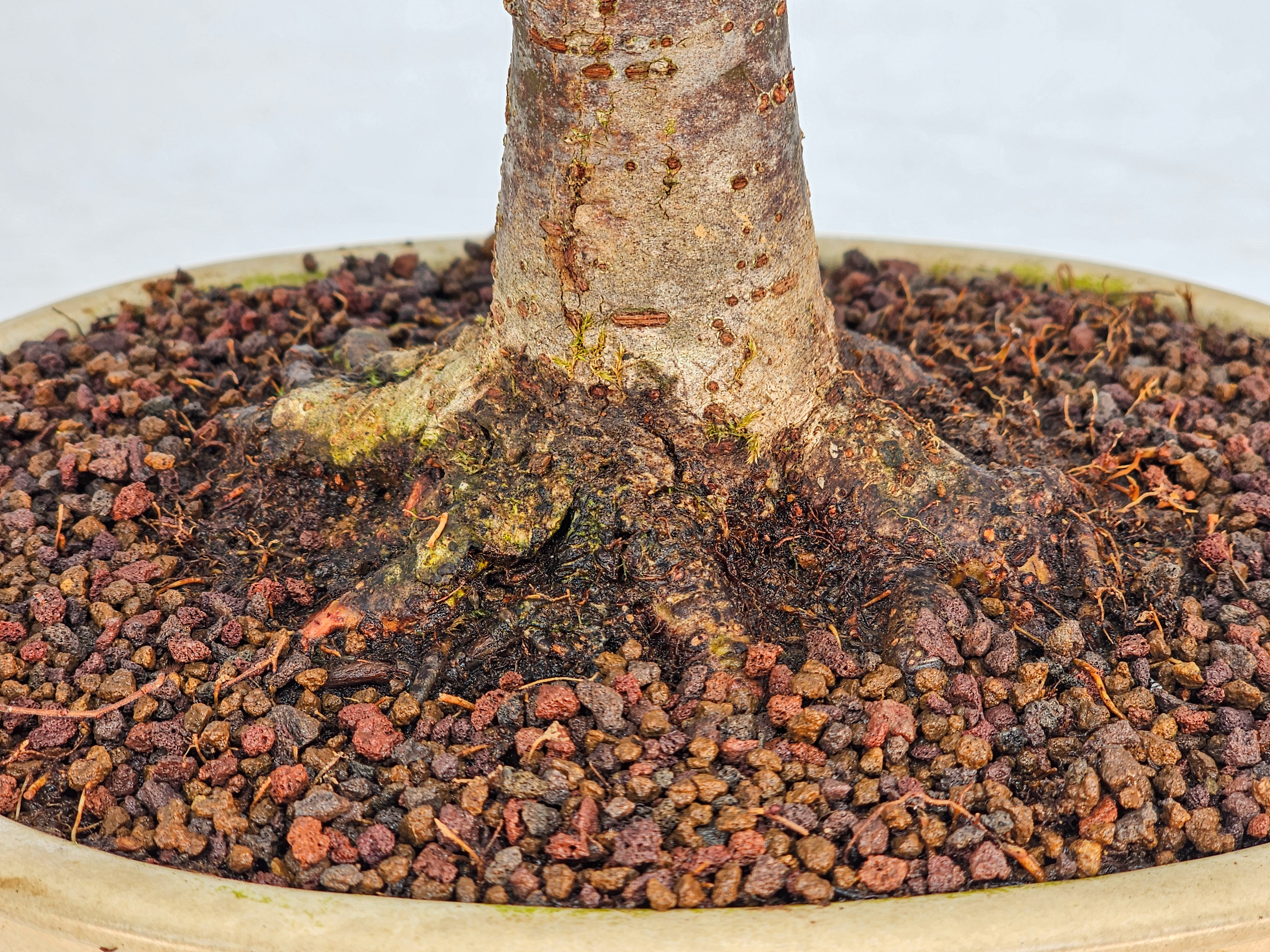 Bonsai Premium Zelkova serrata Shohin 25cm 