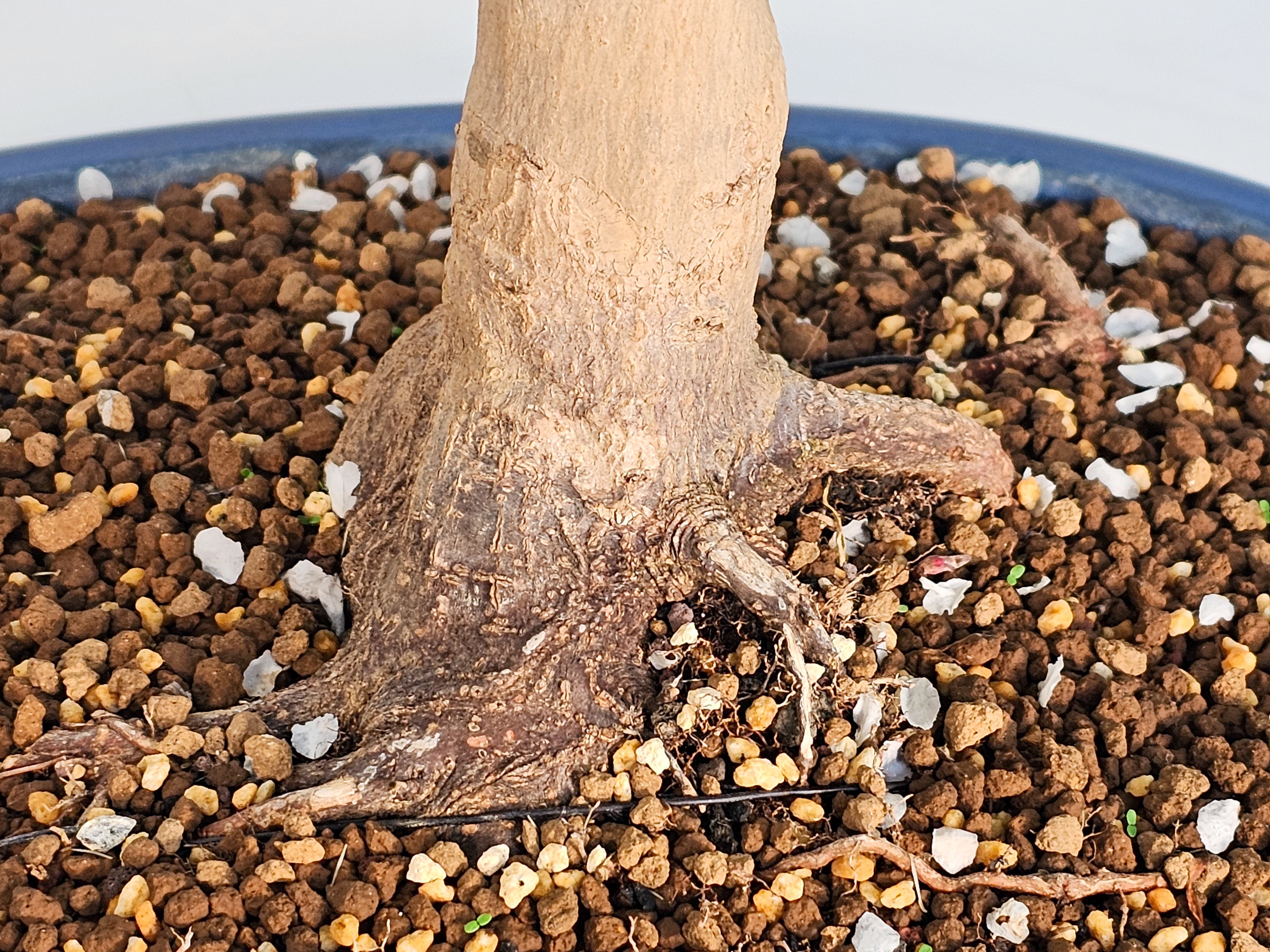Bonsai Japanischer Ahorn - Acer japonicum 57cm 