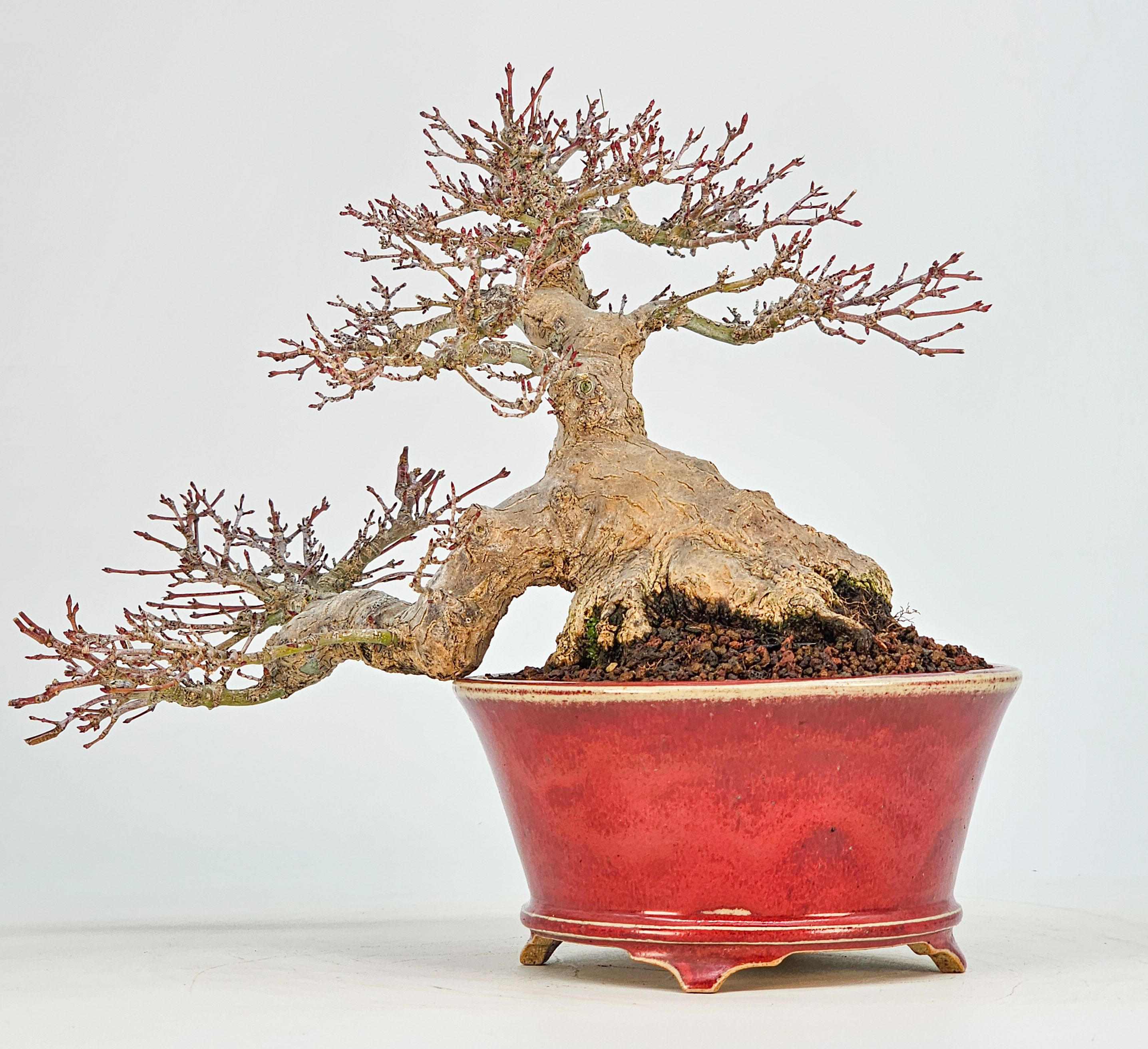 Bonsai Premium  Fächerahorn - Acer palmatum Shohin 17cm
