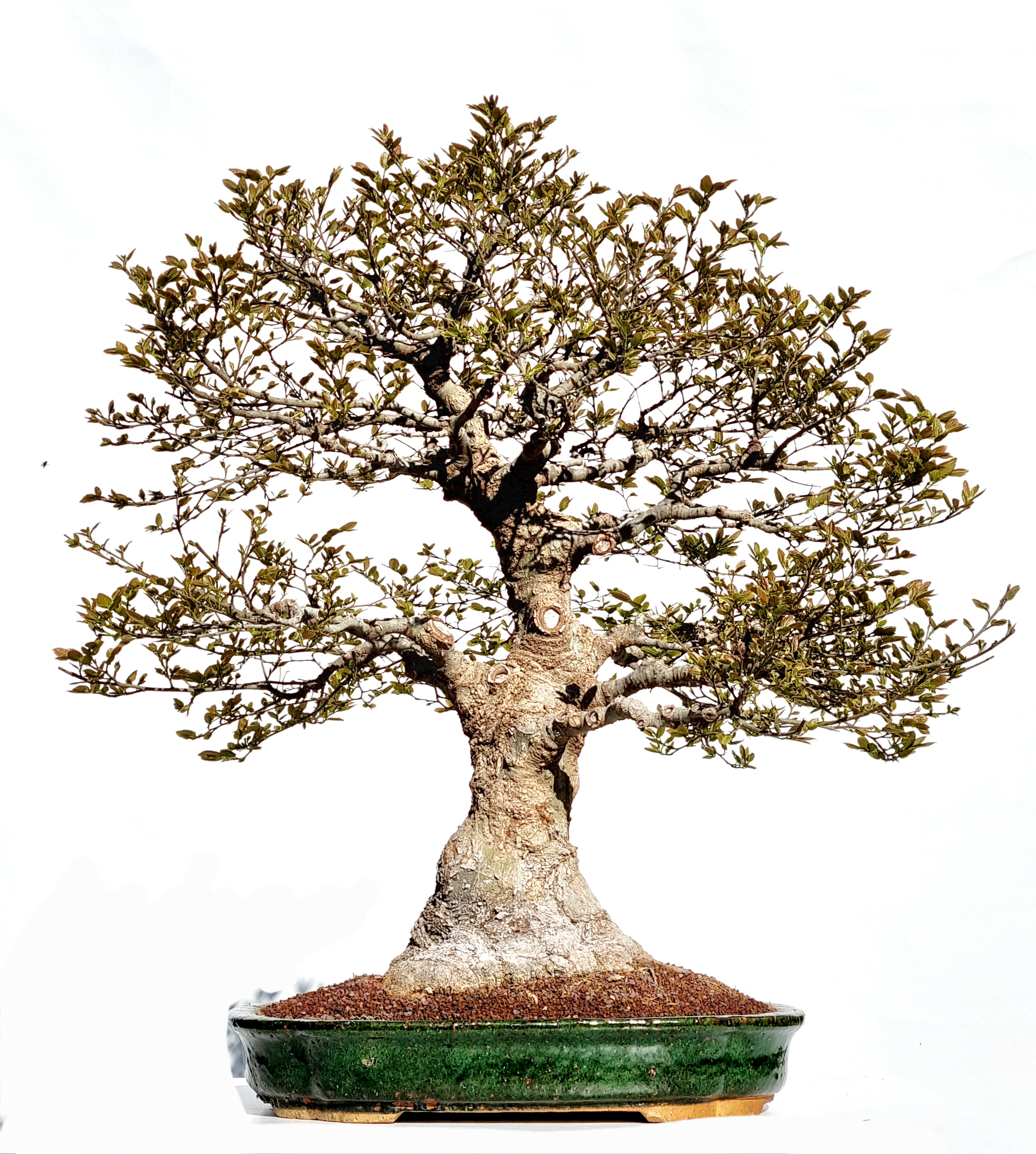 Bonsai Zürgelbaum, Celtis sinensis 74 cm