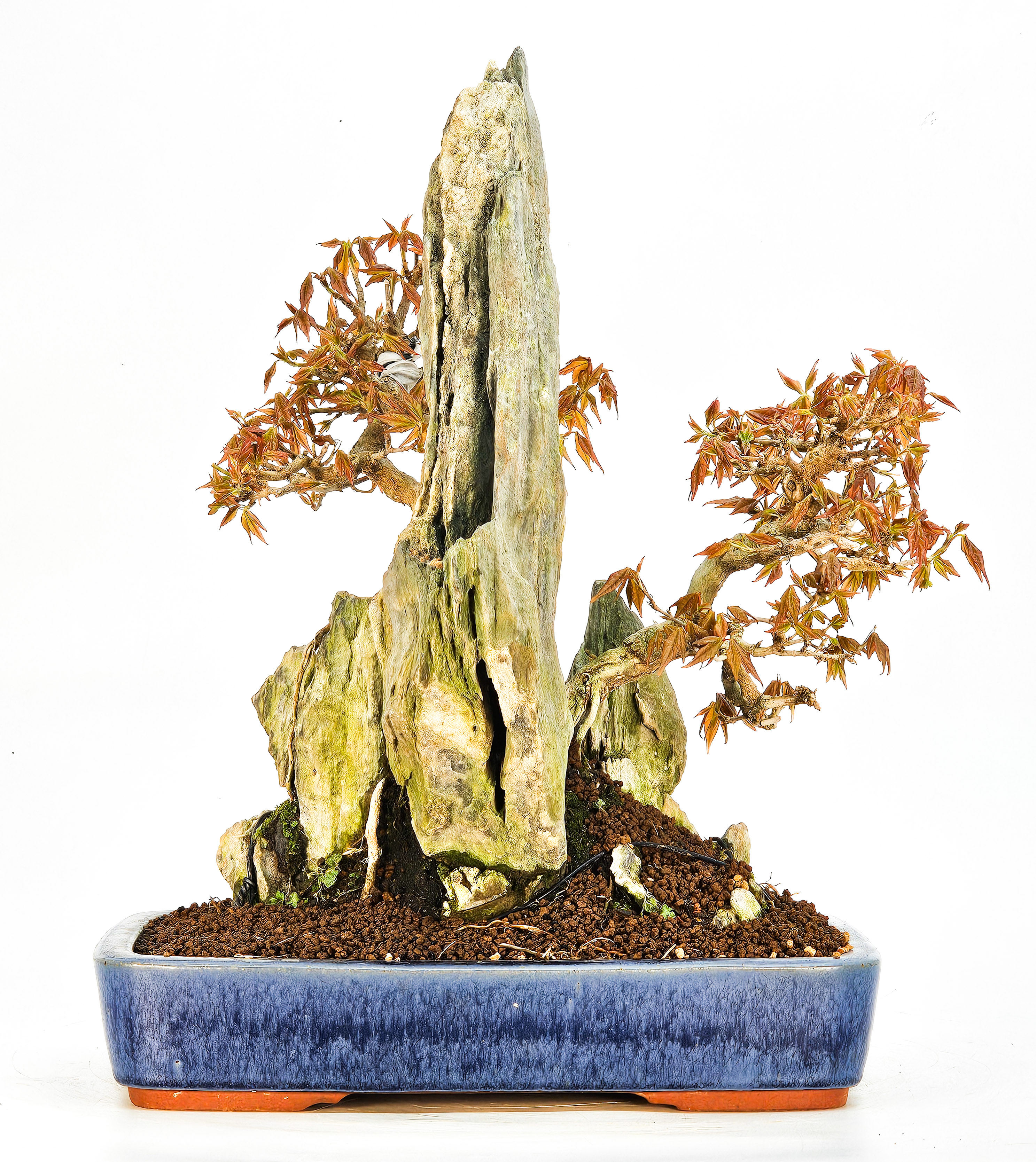 Bonsai Dreispitzahorn - Acer buergerianum Ishizuki 27/36cm