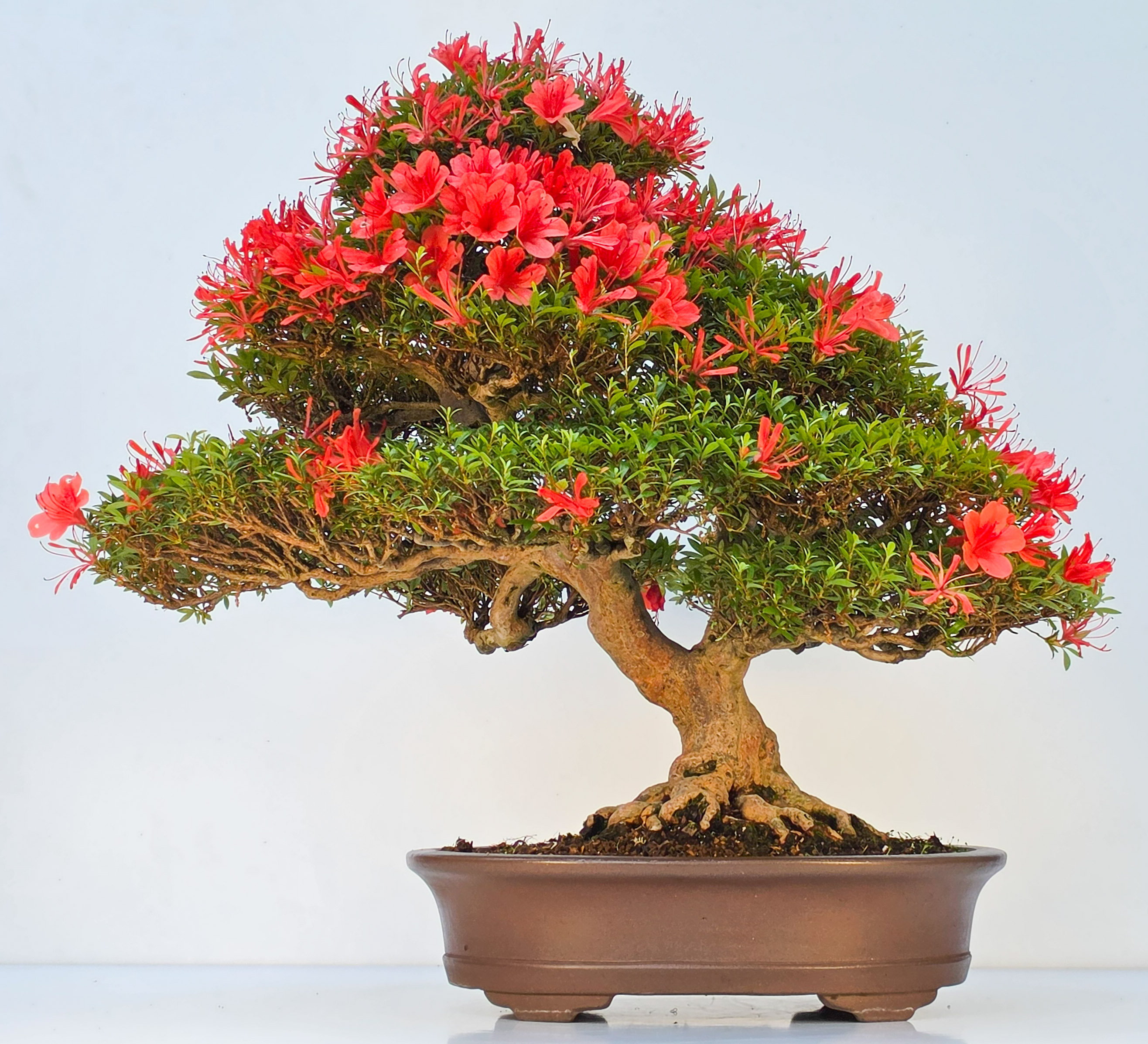 Bonsai Premium Azalee -  Rhododendron indicum kinsai 60cm