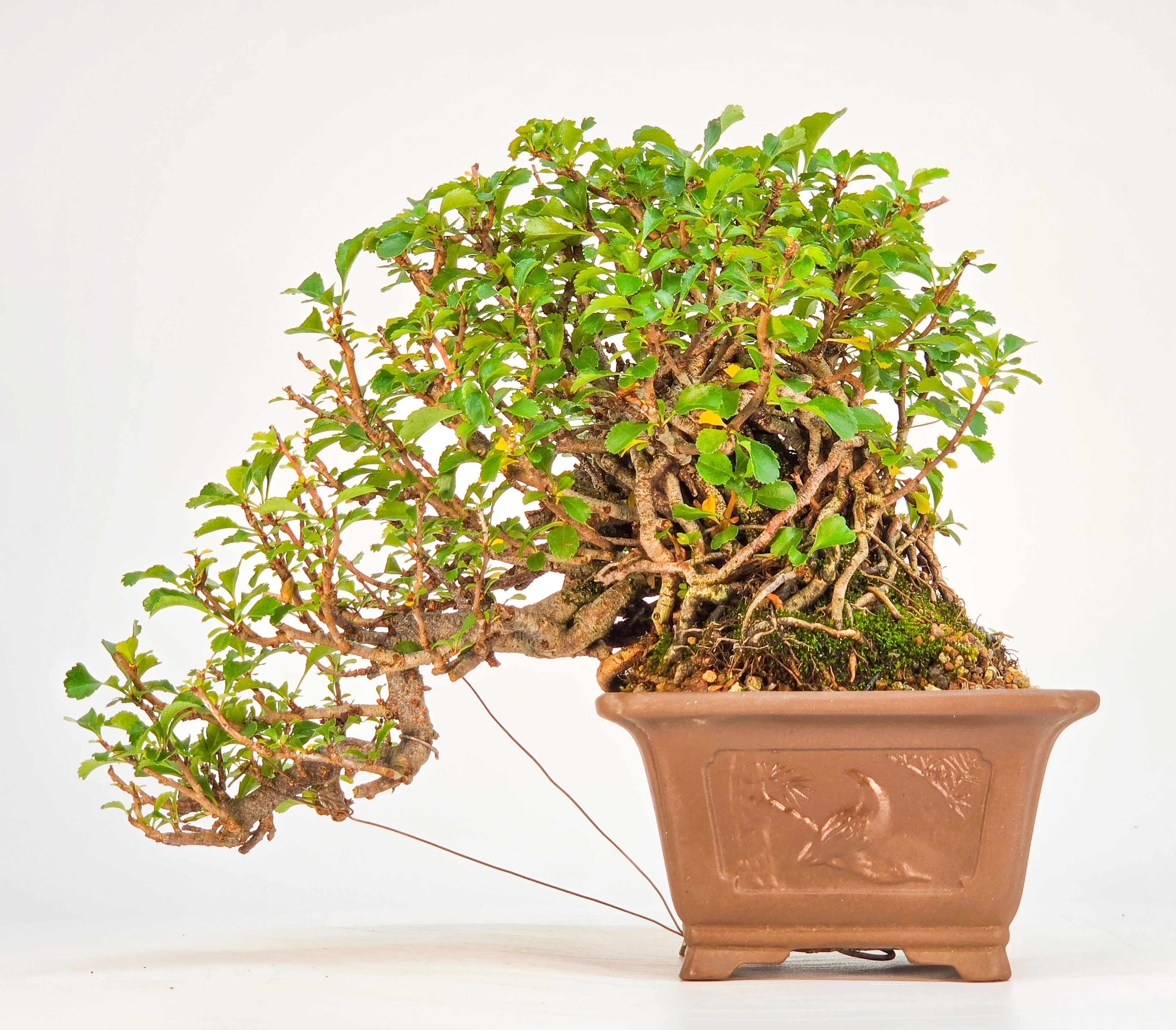 Bonsai Zierquitte - Chaenomeles Shohin 13,5cm