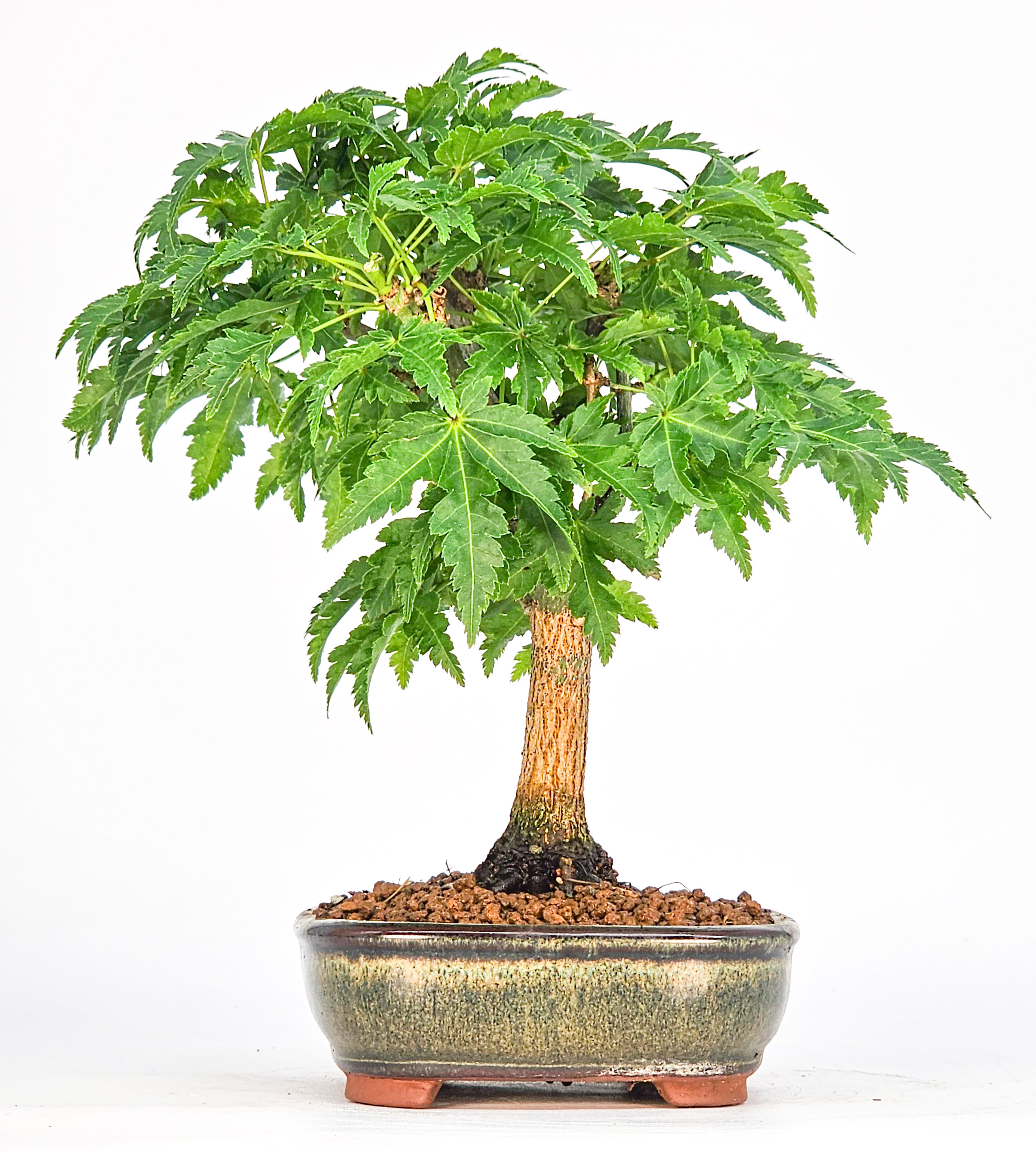 Bonsai Löwenkopfahorn- Acer palmatum Shishigashira Shohin 14cm
