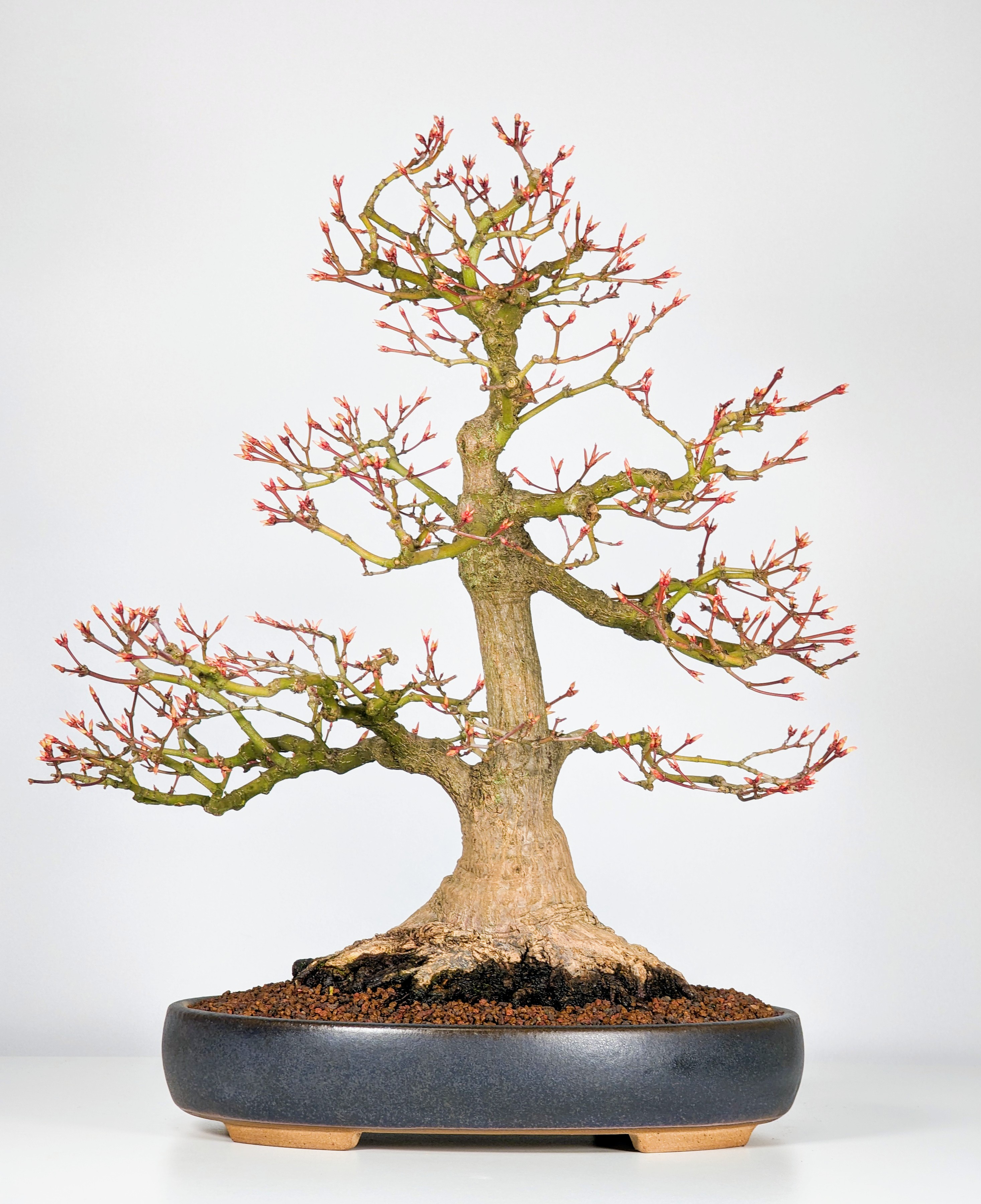 Bonsai Fächerahorn Acer palmatum Seigen 41cm