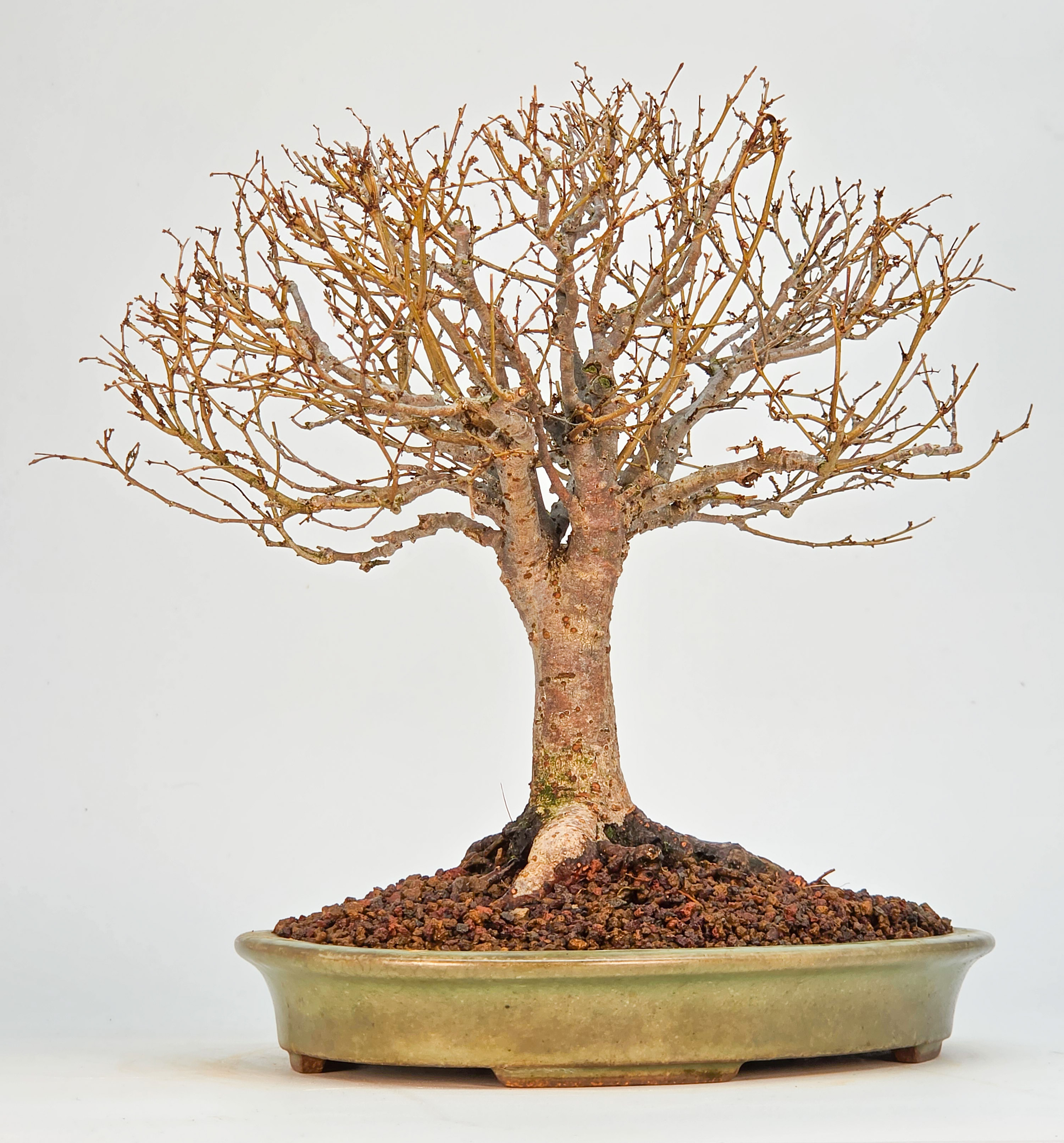 Bonsai Zelkova serrata Shohin 21cm Video!!