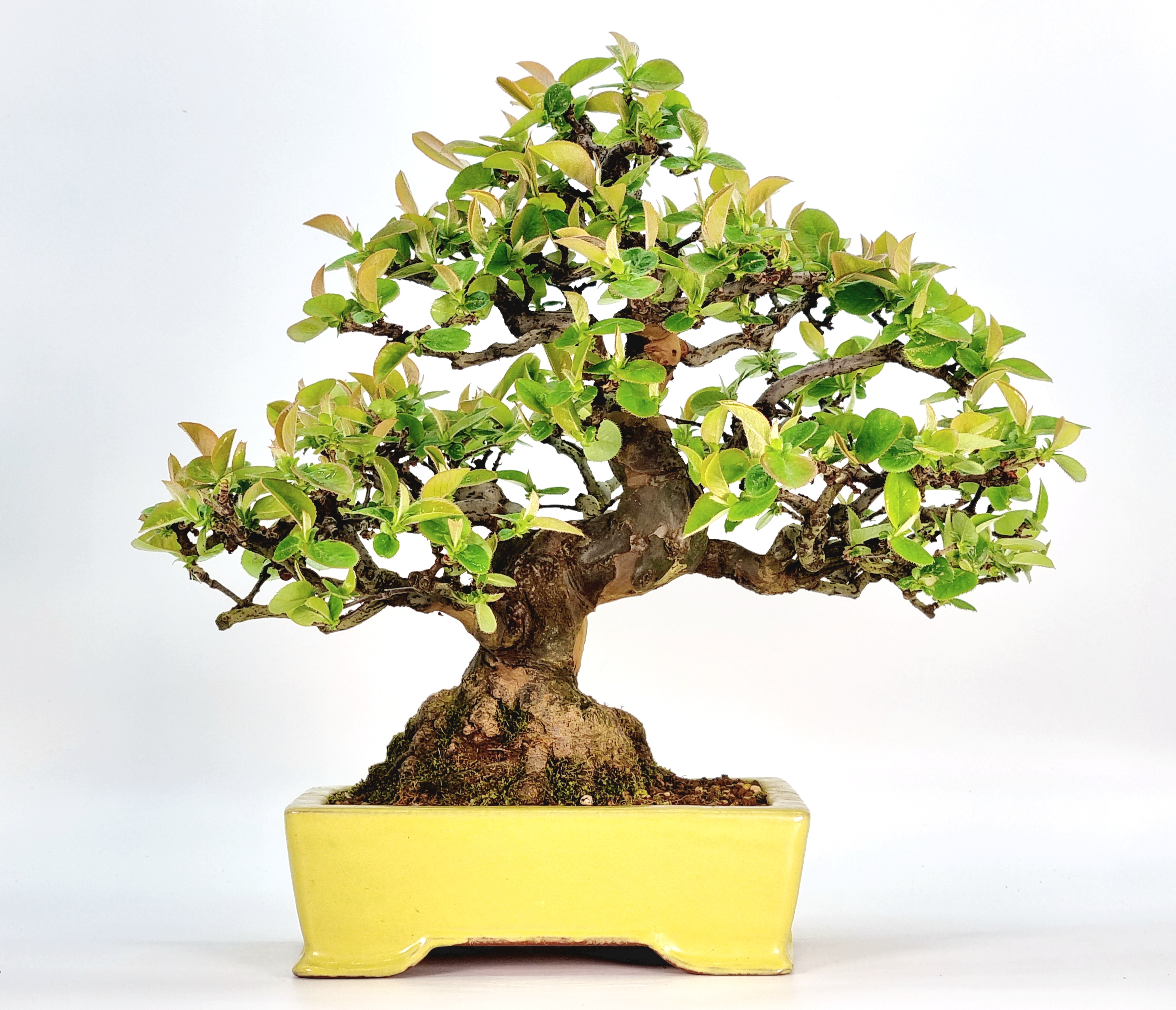 Bonsai Quitte - Pseudocydonia sinensis 28cm