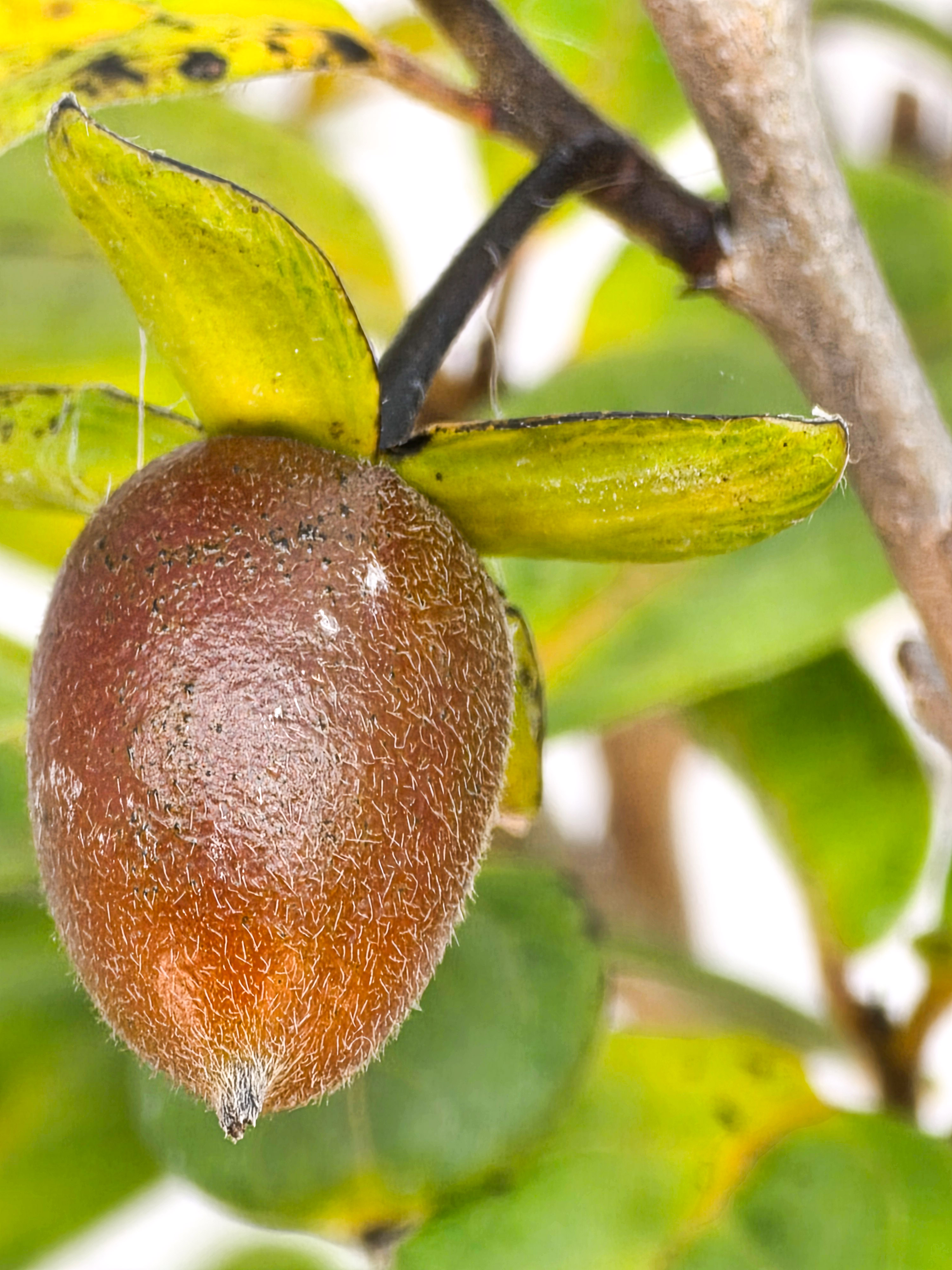 Bonsai Kakipflaume - Diospyros kaki Shohin 21cm 