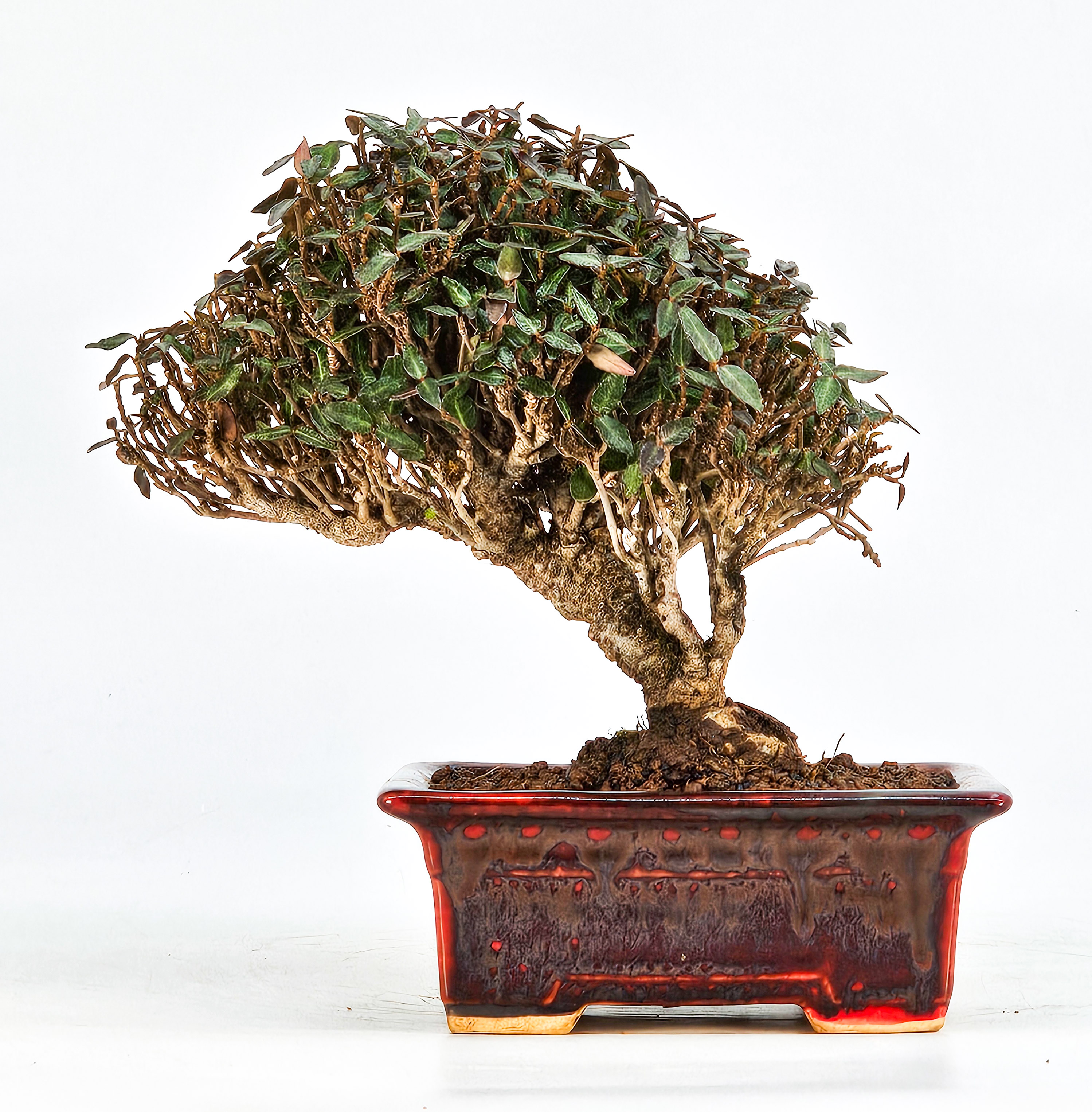 Bonsai Sternjasmin - Trachelospermum jasminoides Shohin 12cm
