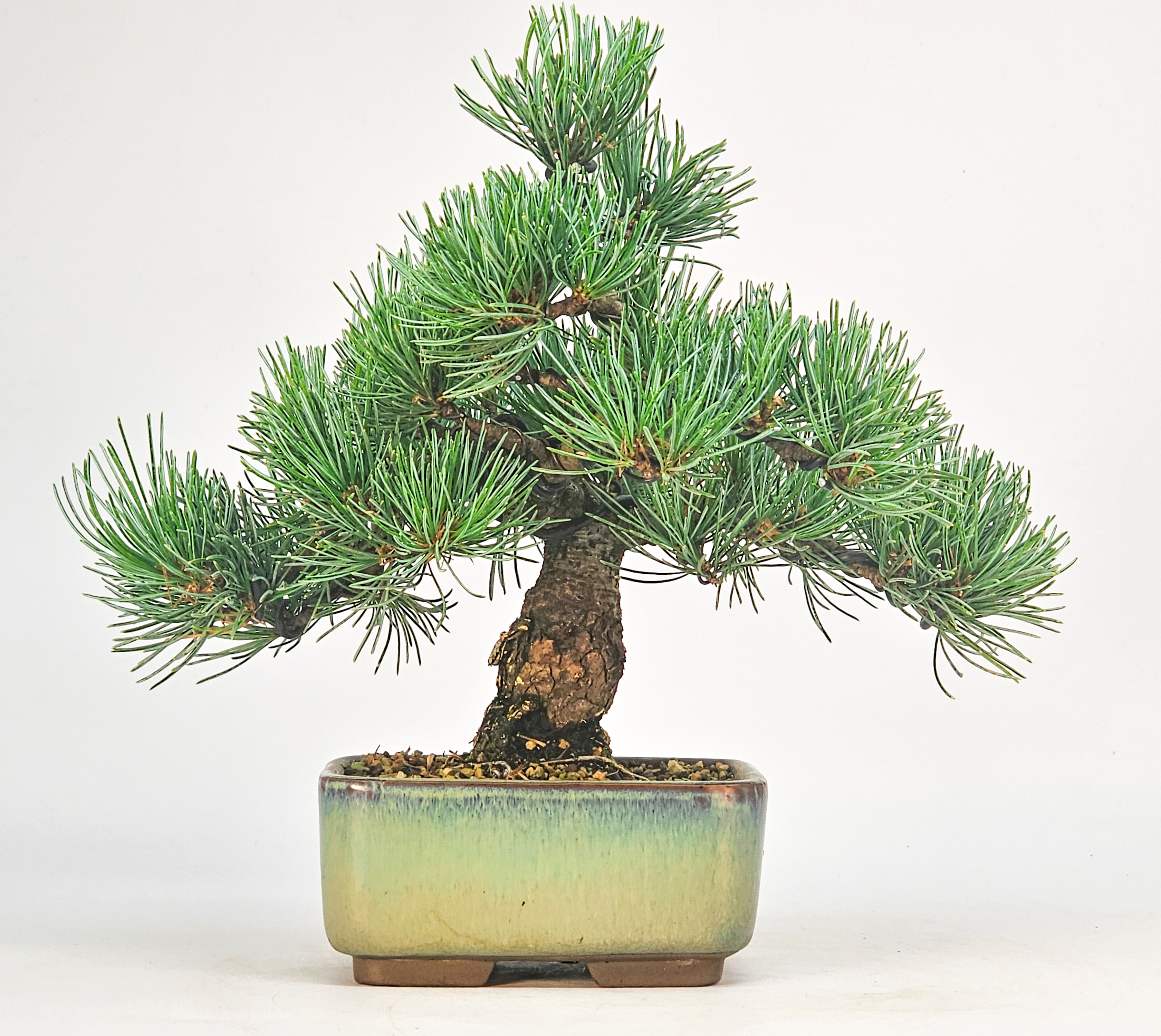 Bonsai Pinus parviflora - Mädchenkiefer Shohin 17cm 