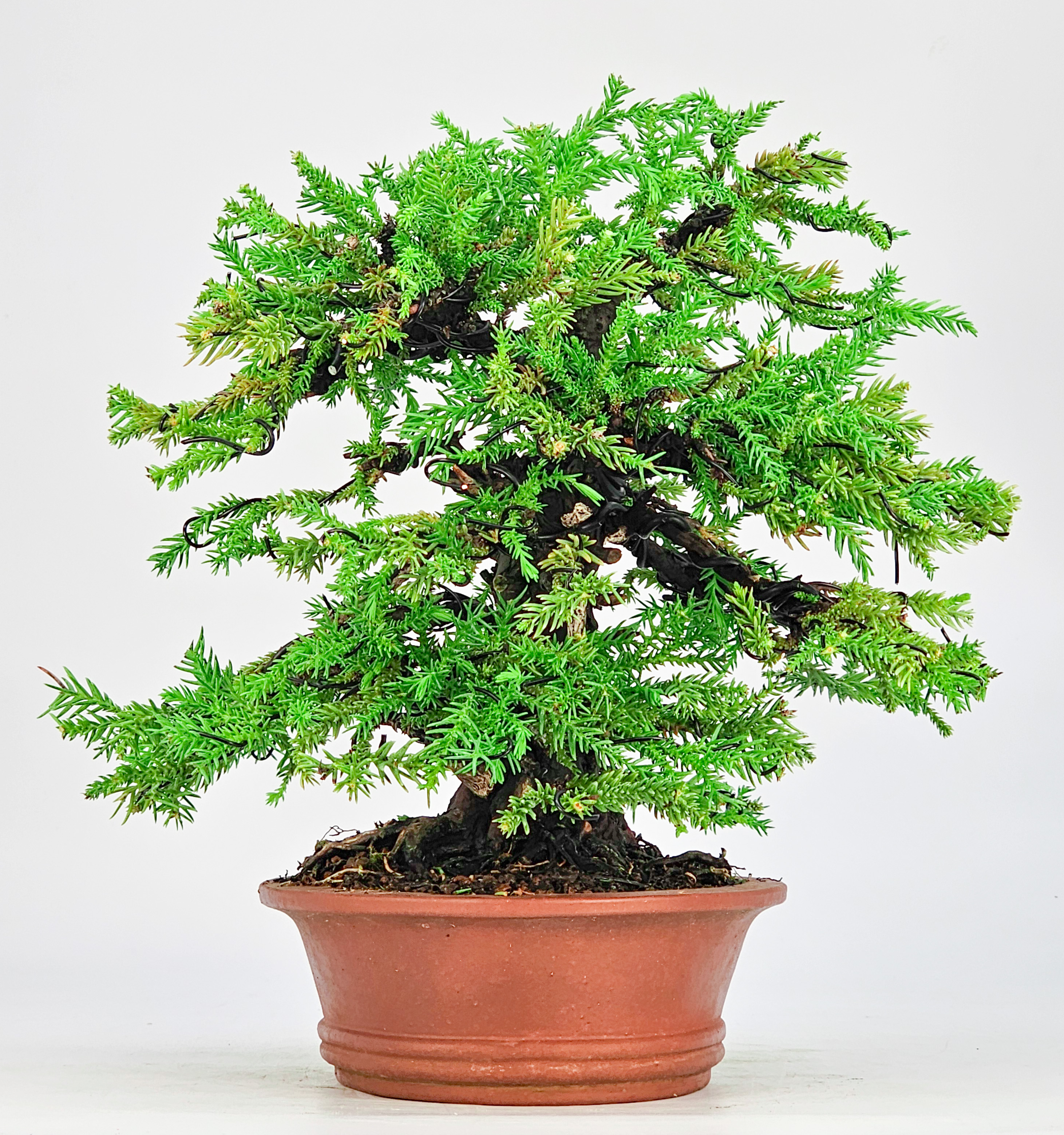 Bonsai Sicheltanne Cryptomeria Japonica 21cm