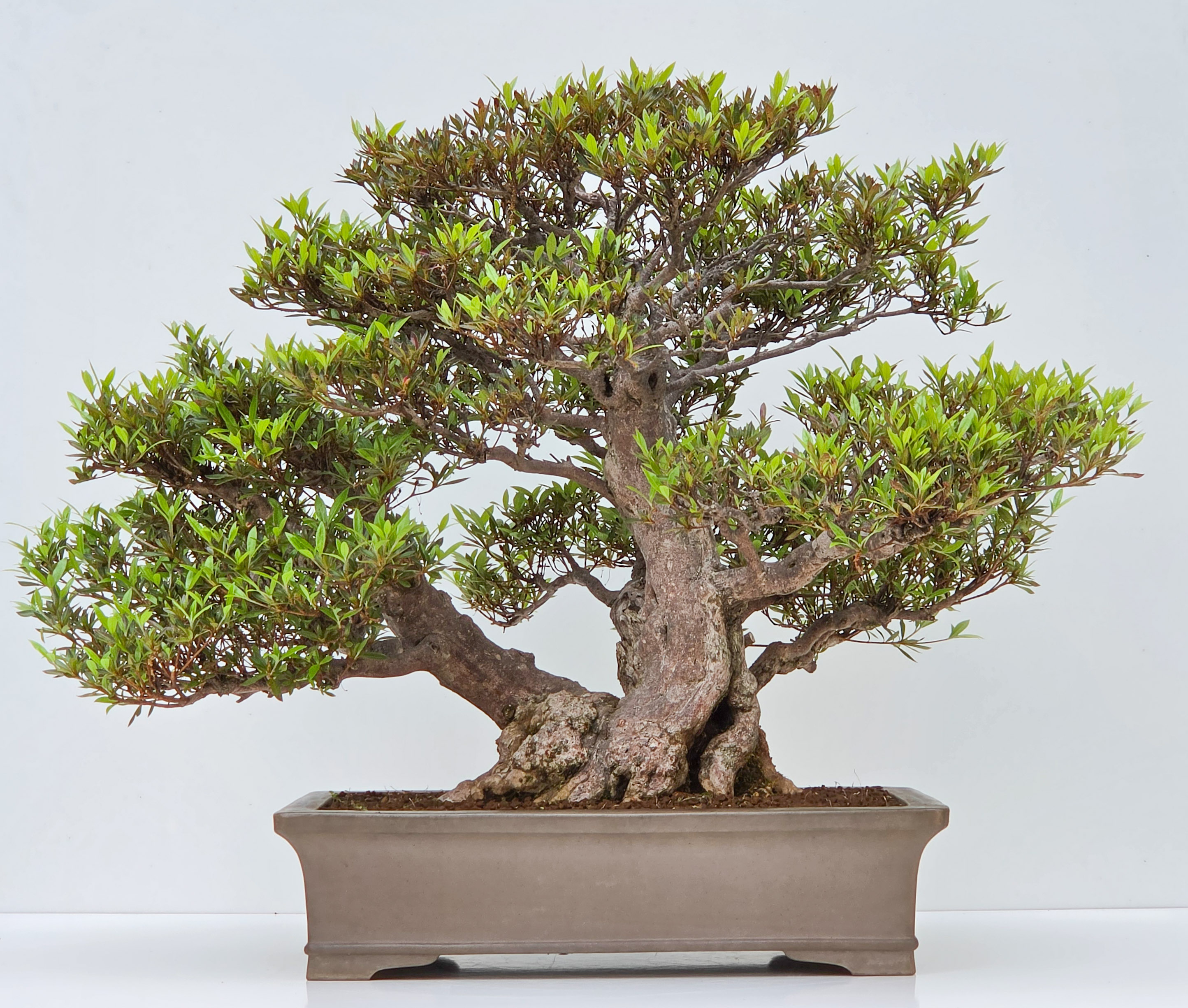 Bonsai Azalee -  Rhododendron indicum 60cm