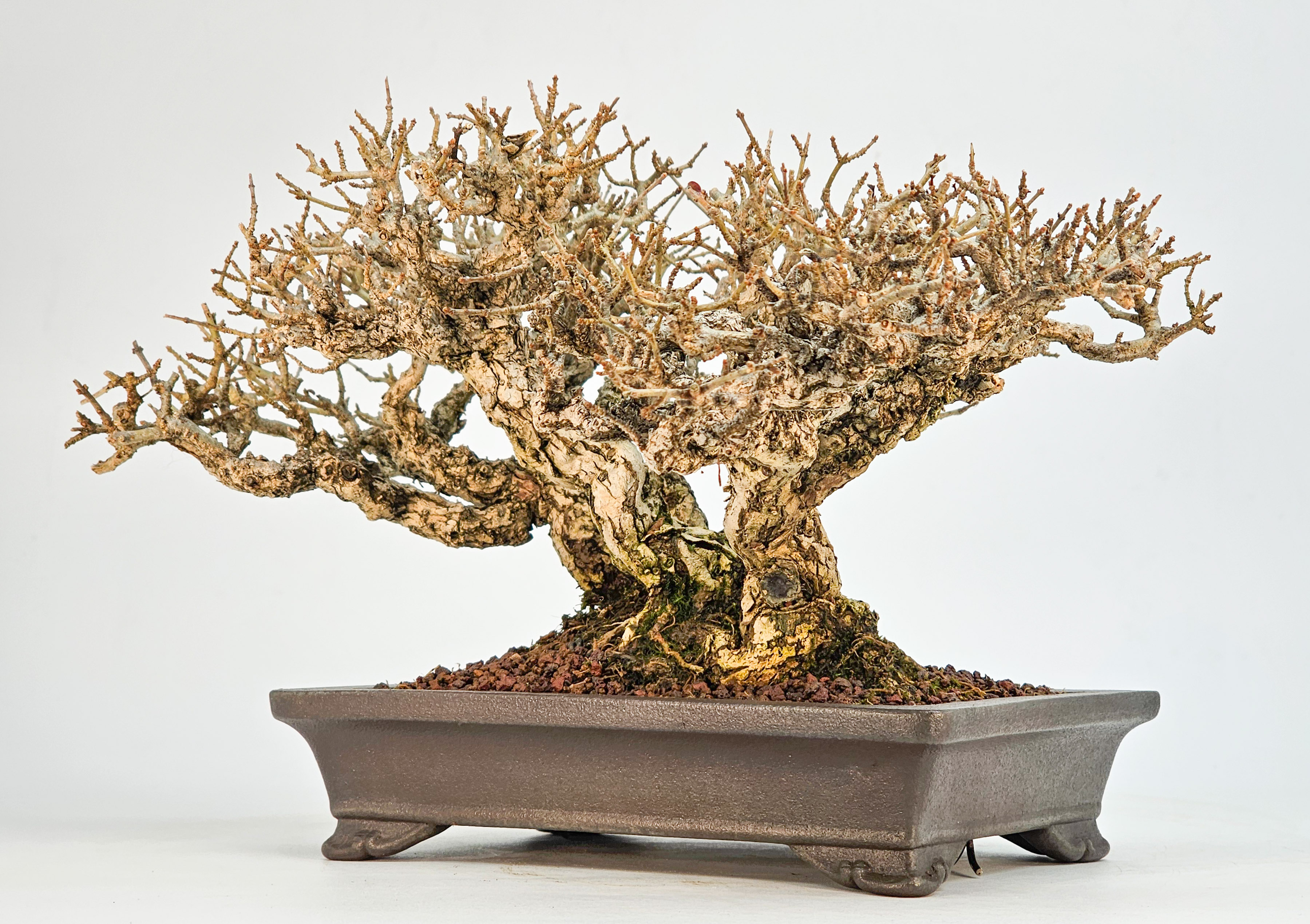 Bonsai Premium Japanischer Liguster - Ligustrum japonicum Shohin 15cm 