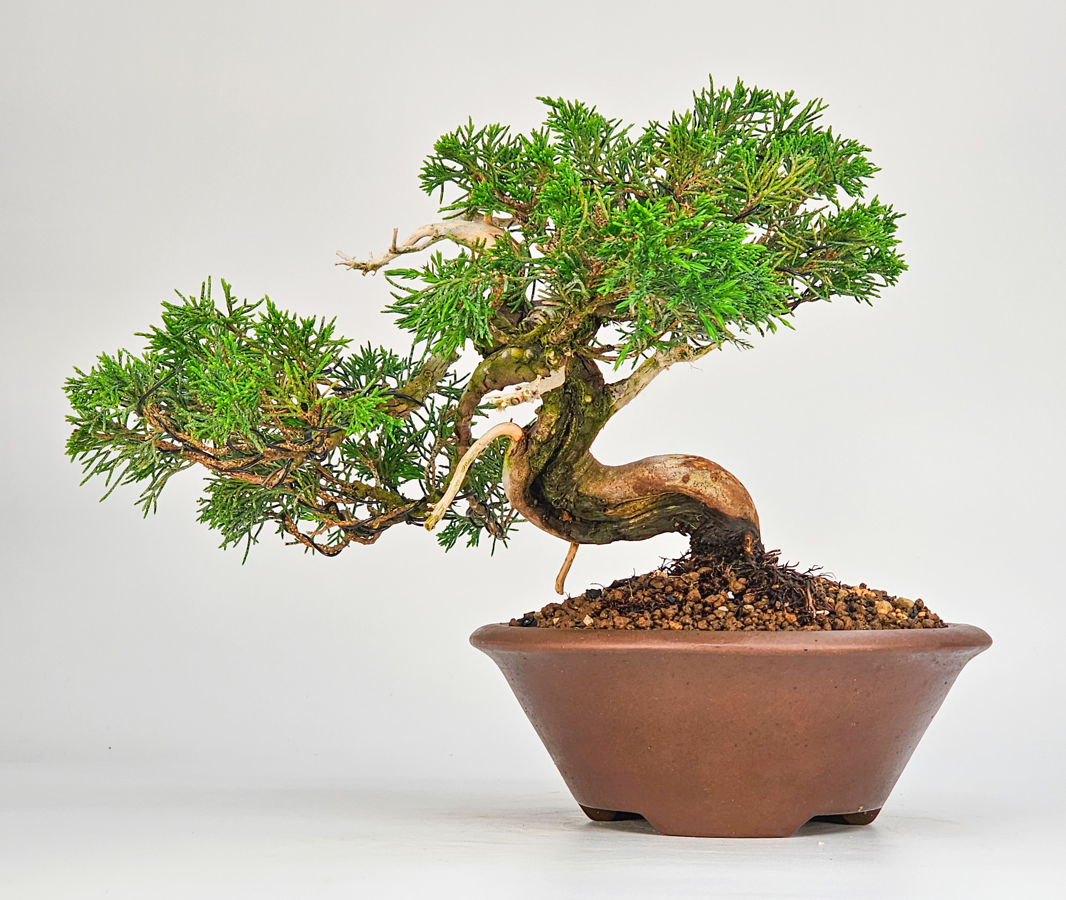 Bonsai Wacholder -Juniperus chinensis Shohin 17cm
