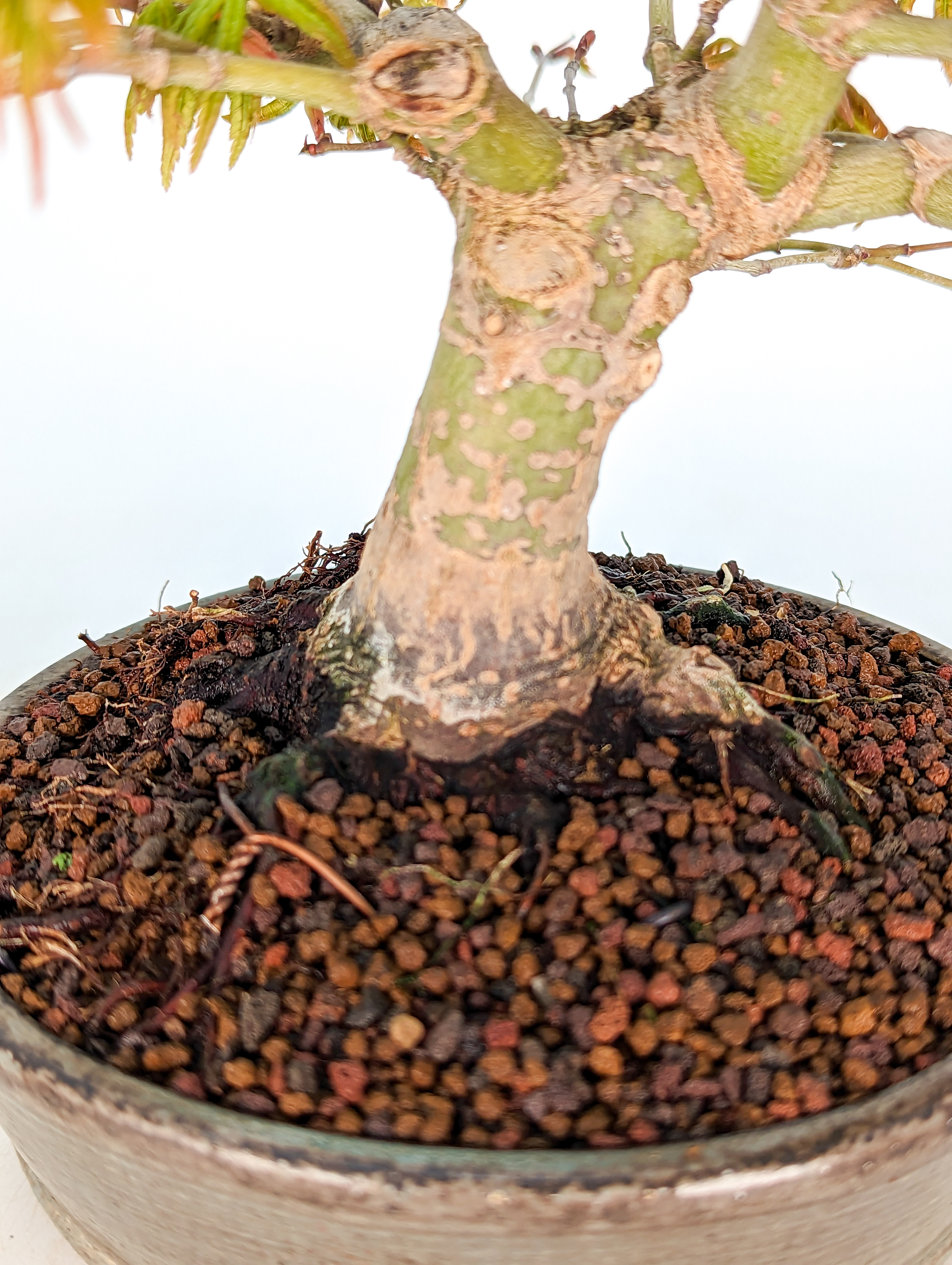 Bonsai Fächerahorn Acer Palmatum Yamamomiji Shohin 17cm 