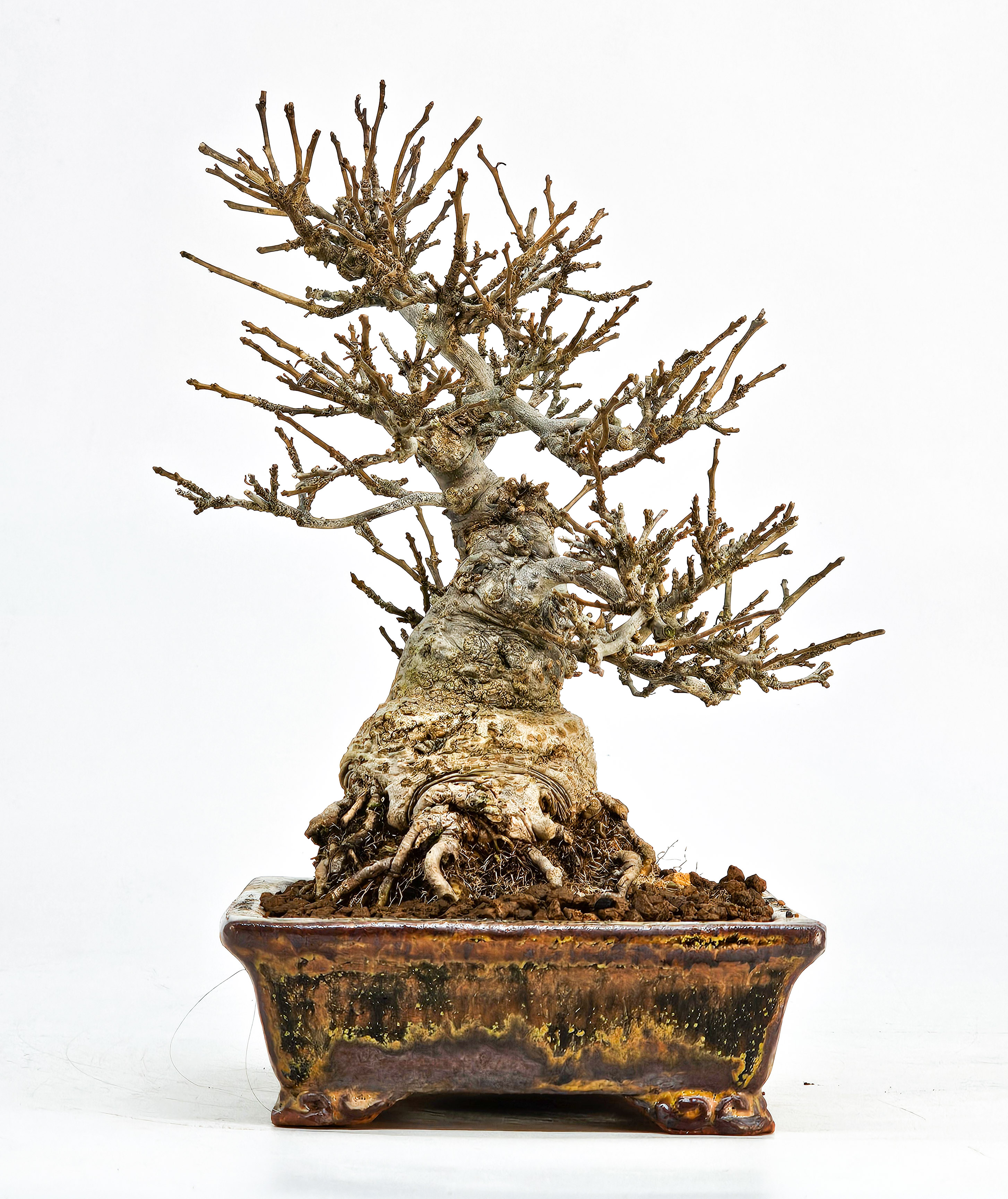 Bonsai Jap. Winterbeere - Ilex serrata Shohin 17cm - Video!!
