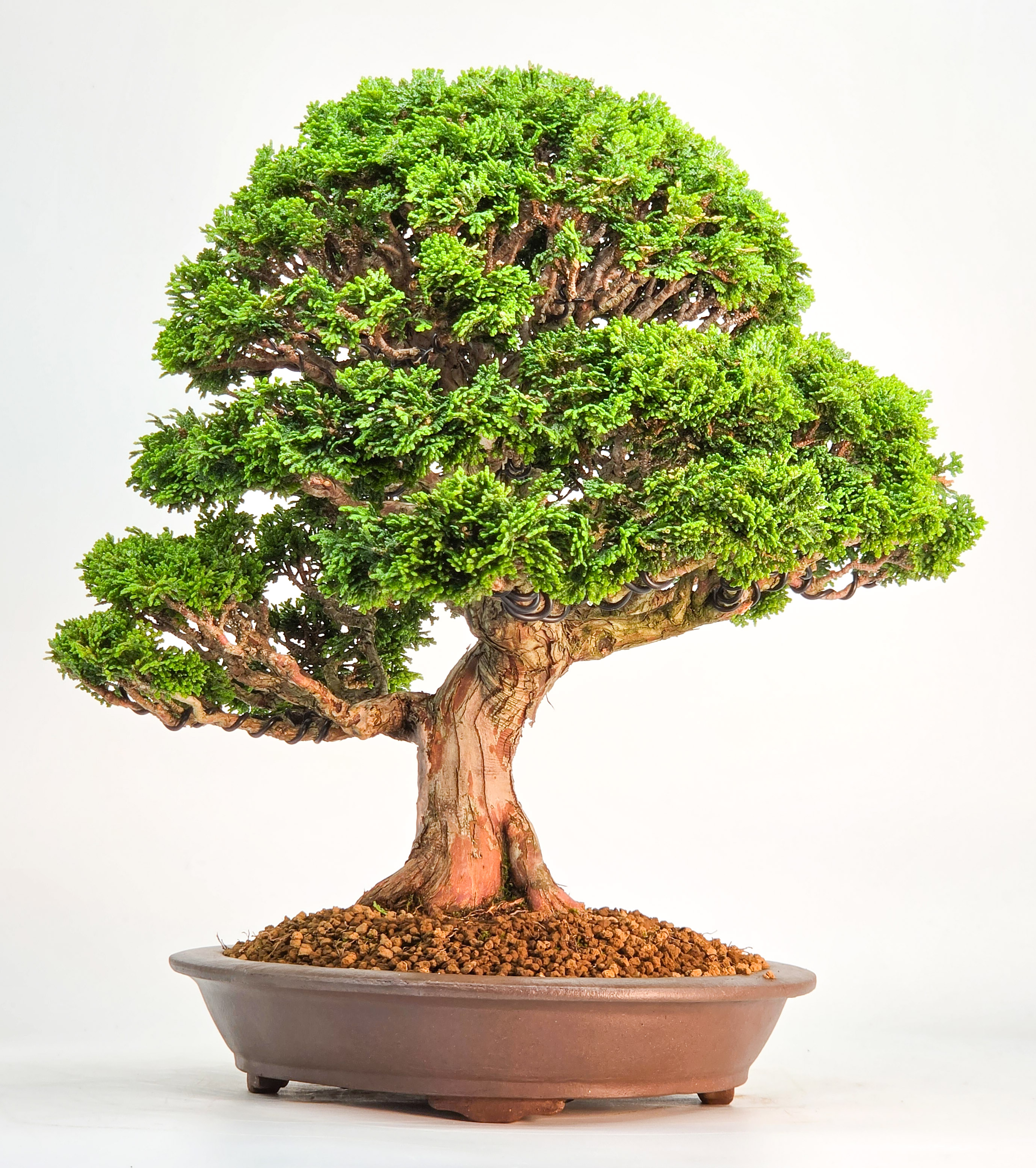 Bonsai Muschelzypresse - Chamaecyparis obtusa 30cm