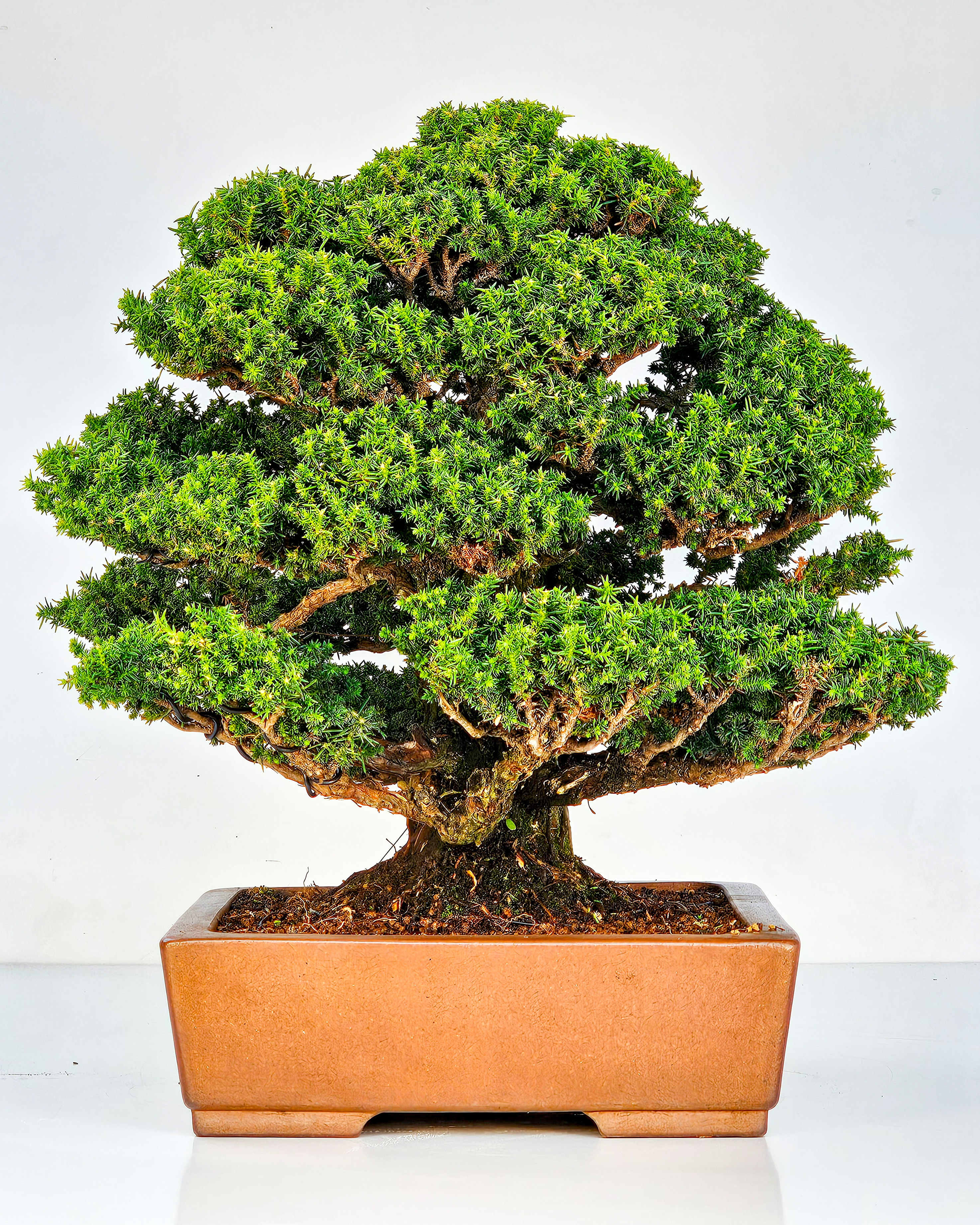 Bonsai Sicheltanne Cryptomeria Japonica 33cm Bonsai Sicheltanne Cryptomeria Japonica 33cm
