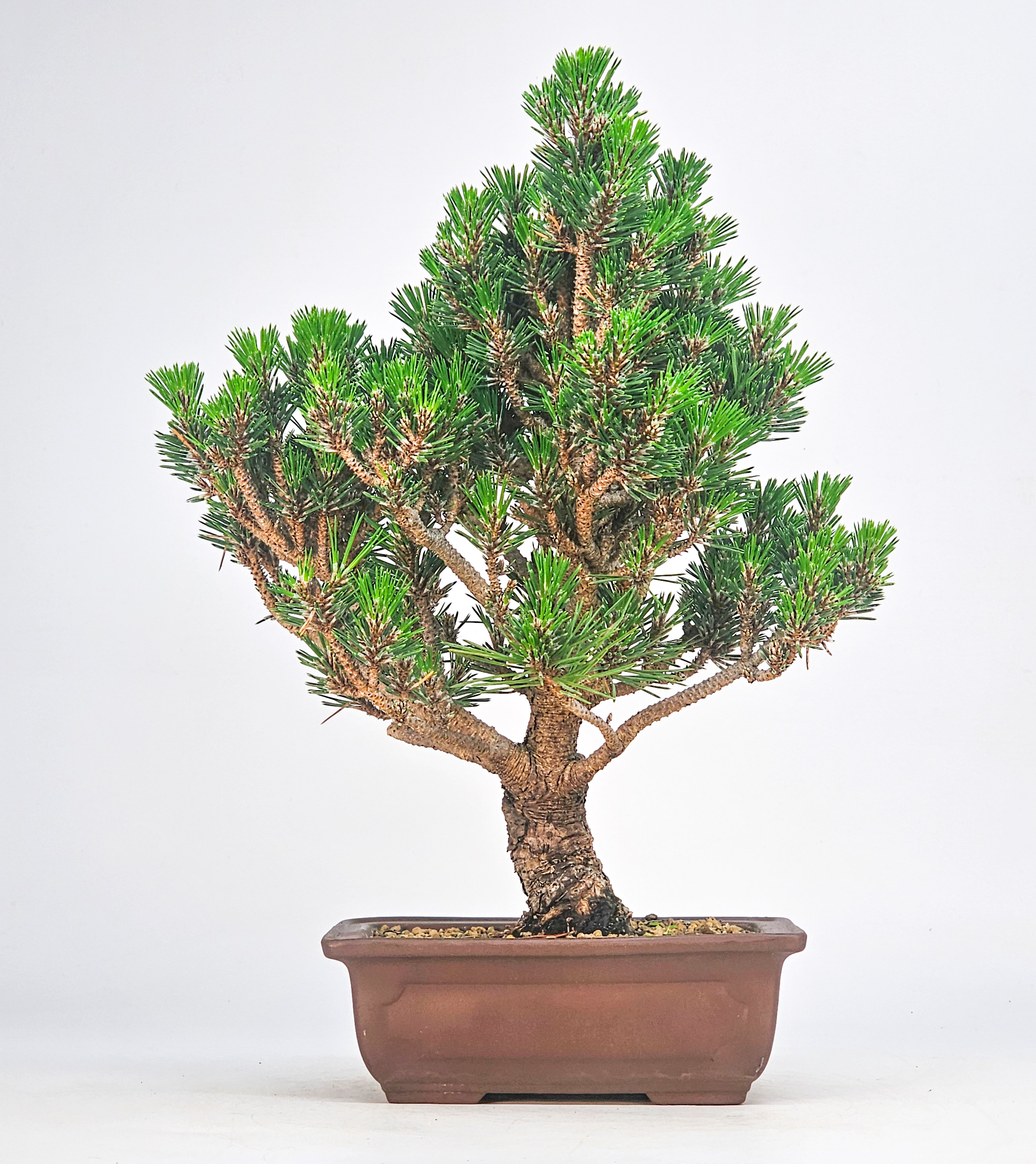 Bonsai Schwarzkiefer - Pinus thunbergii 28cm