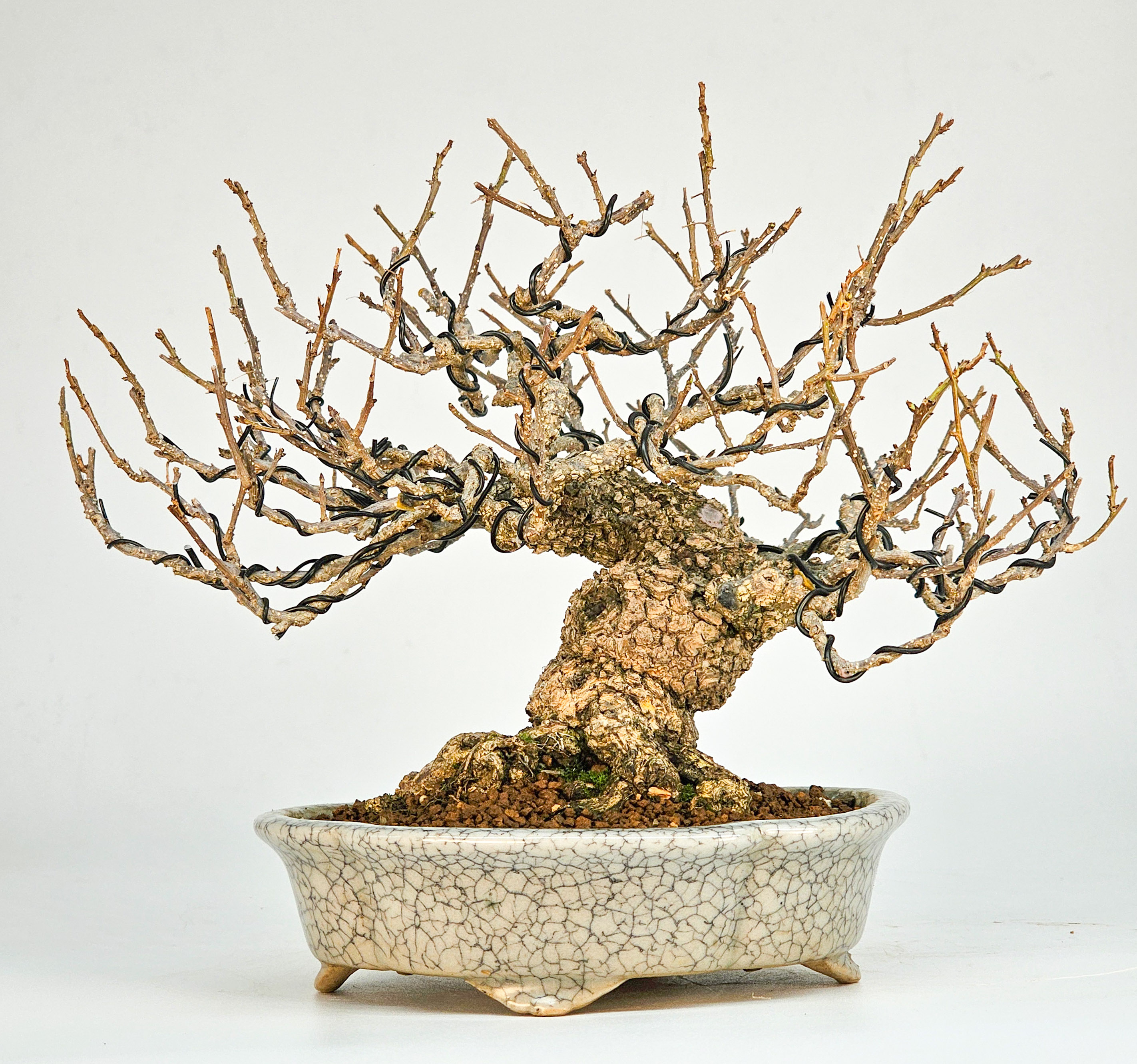 Bonsai Baumwürger Celastrus orbiculatus 15cm
