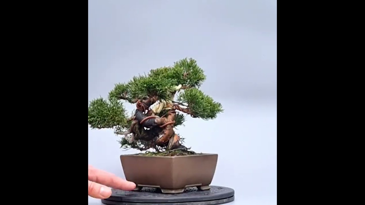 Bonsai Wacholder Juniperus Itoigawa Shohin 19cm 