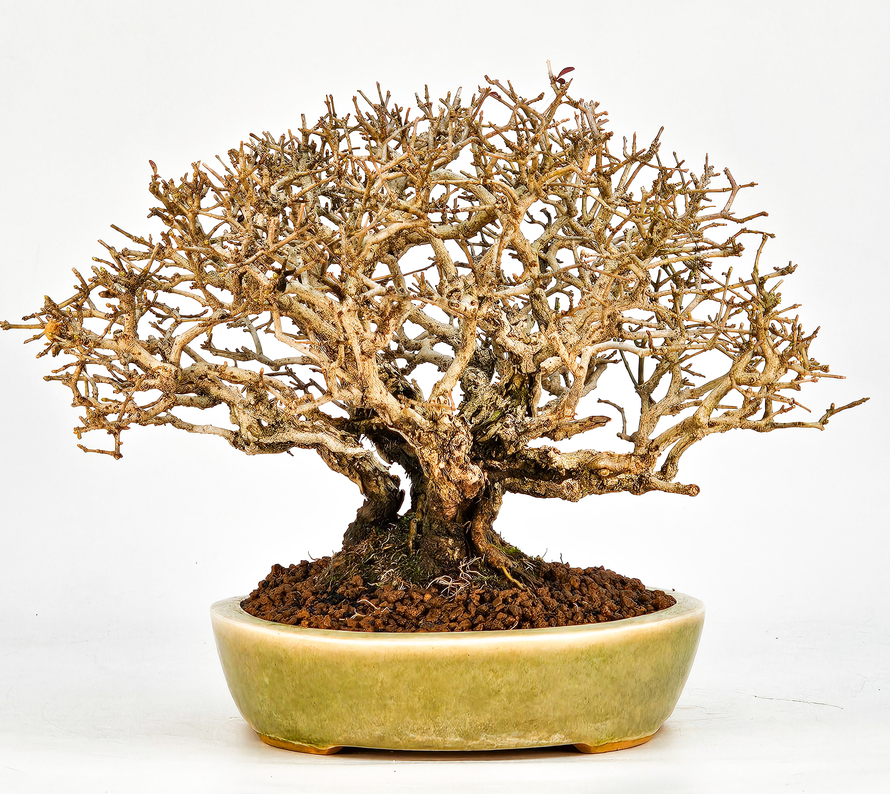 Bonsai Shohin Ligustrum 18cm Video!!