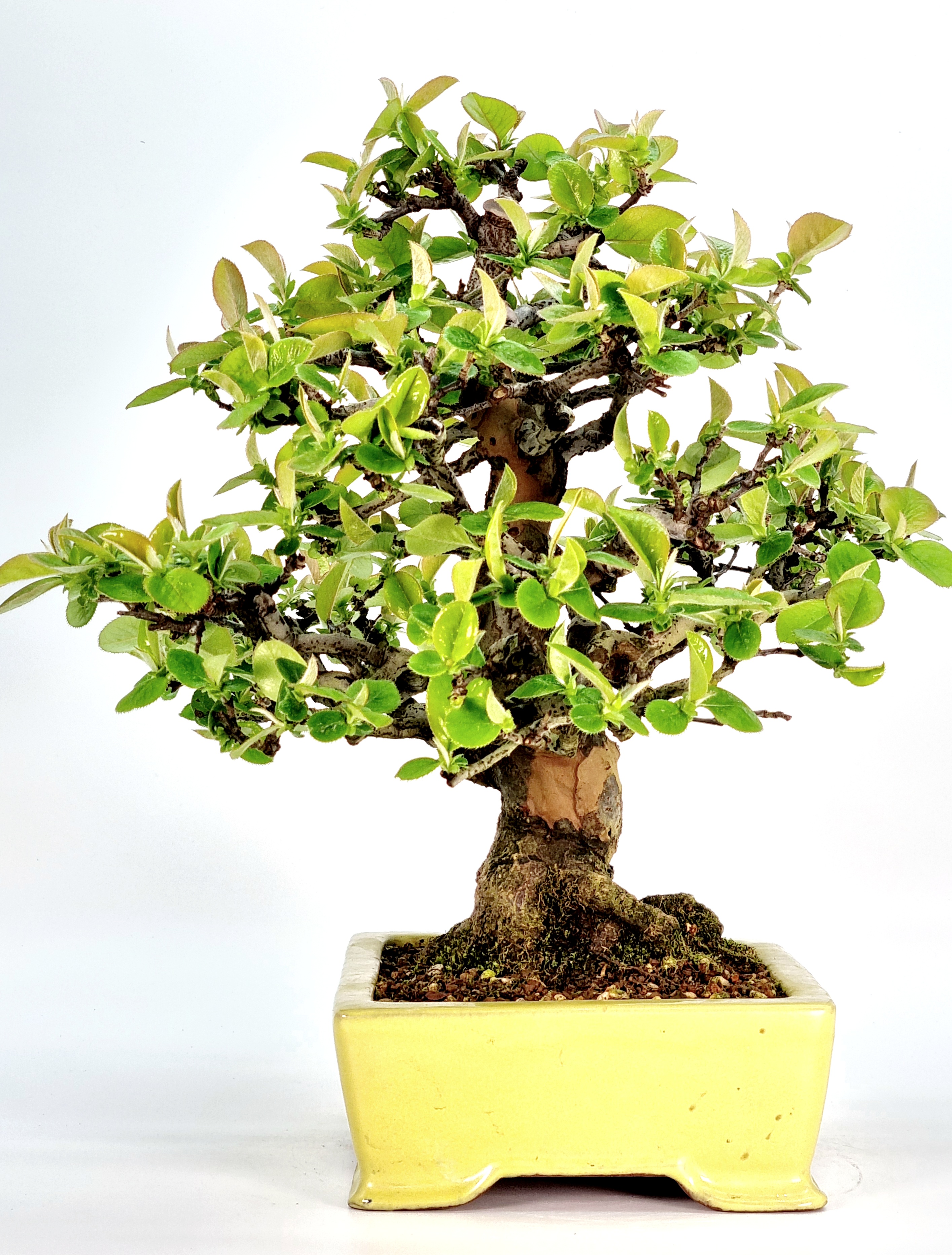 Bonsai Quitte - Pseudocydonia sinensis 28cm