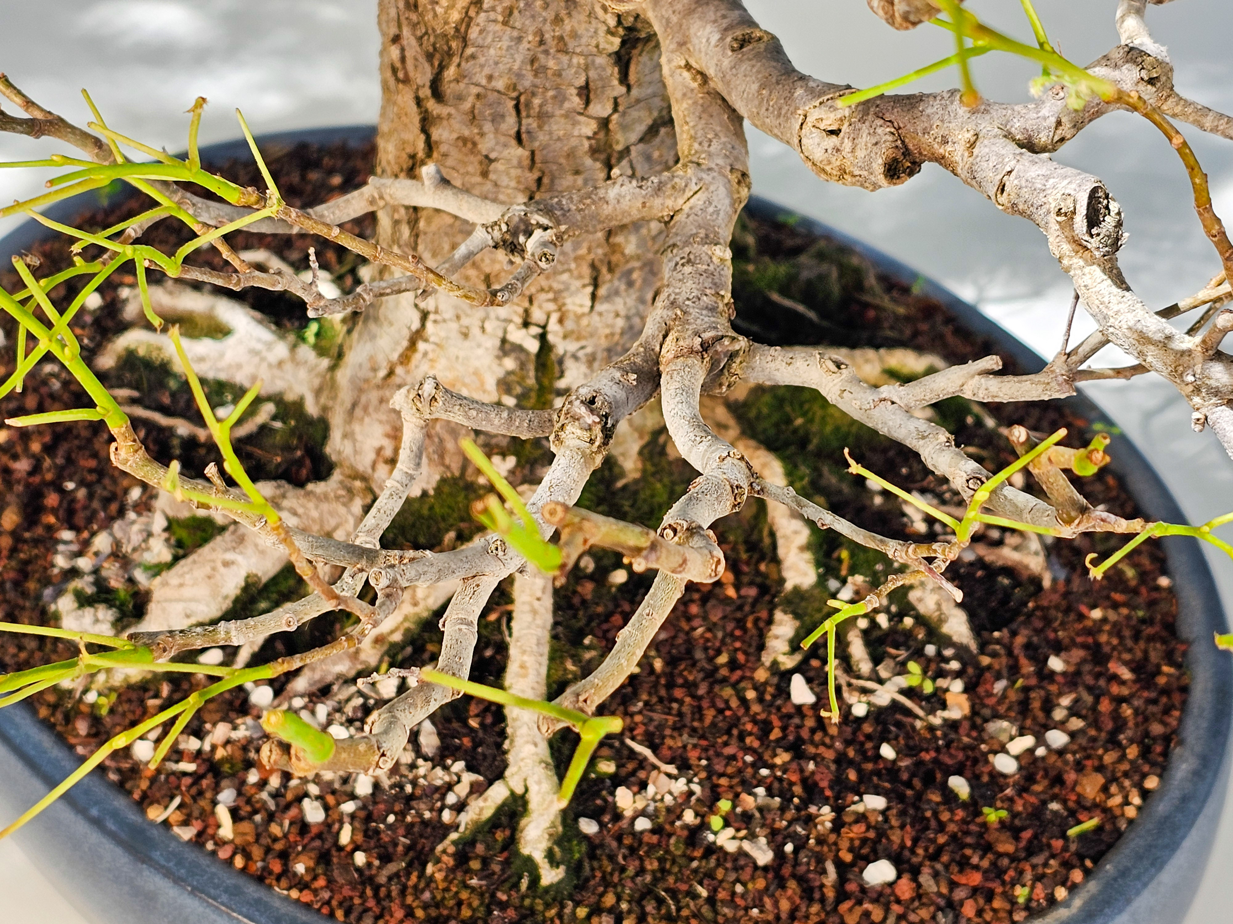 Bonsai Linde - Tilia 58cm Bonsai Linde - Tilia 58cm
