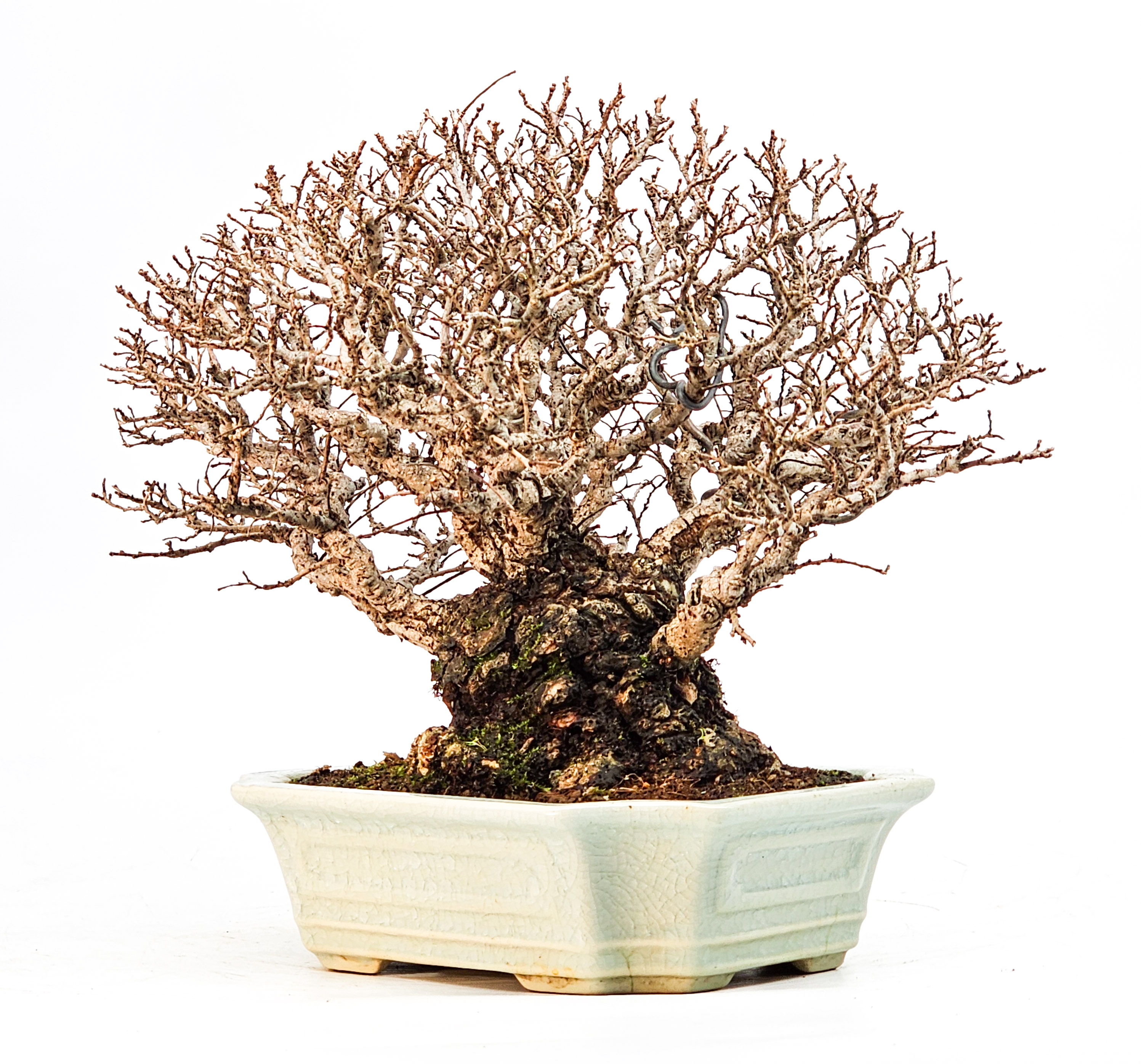 Bonsai Japanische Ulme - Ulmus parvifolia Shohin 17cm Bonsai Japanische Ulme - Ulmus parvifolia Shohin 17cm