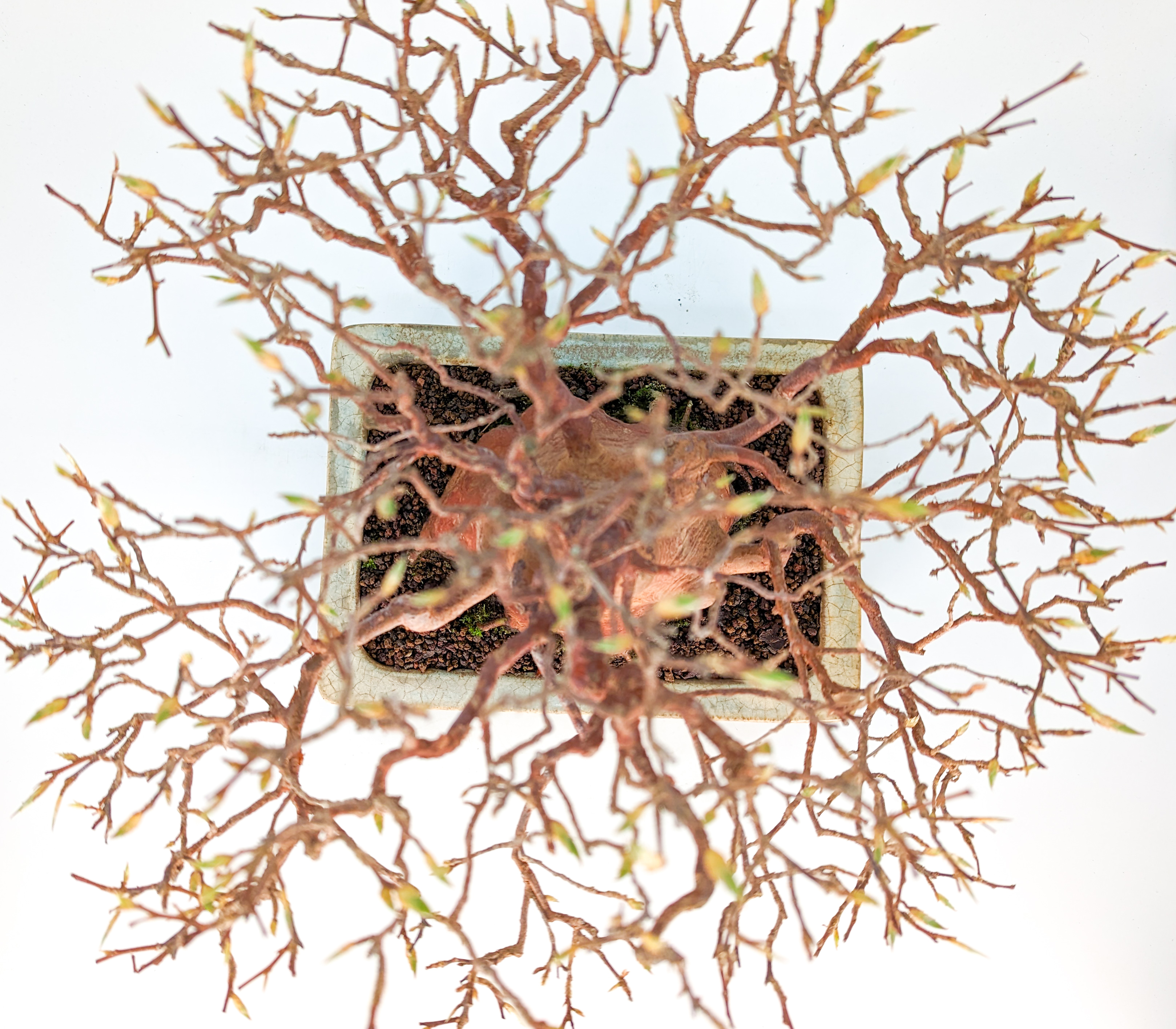 Bonsai Scheinkamelie - Stewartie 24cm Bonsai Scheinkamelie - Stewartie 24cm