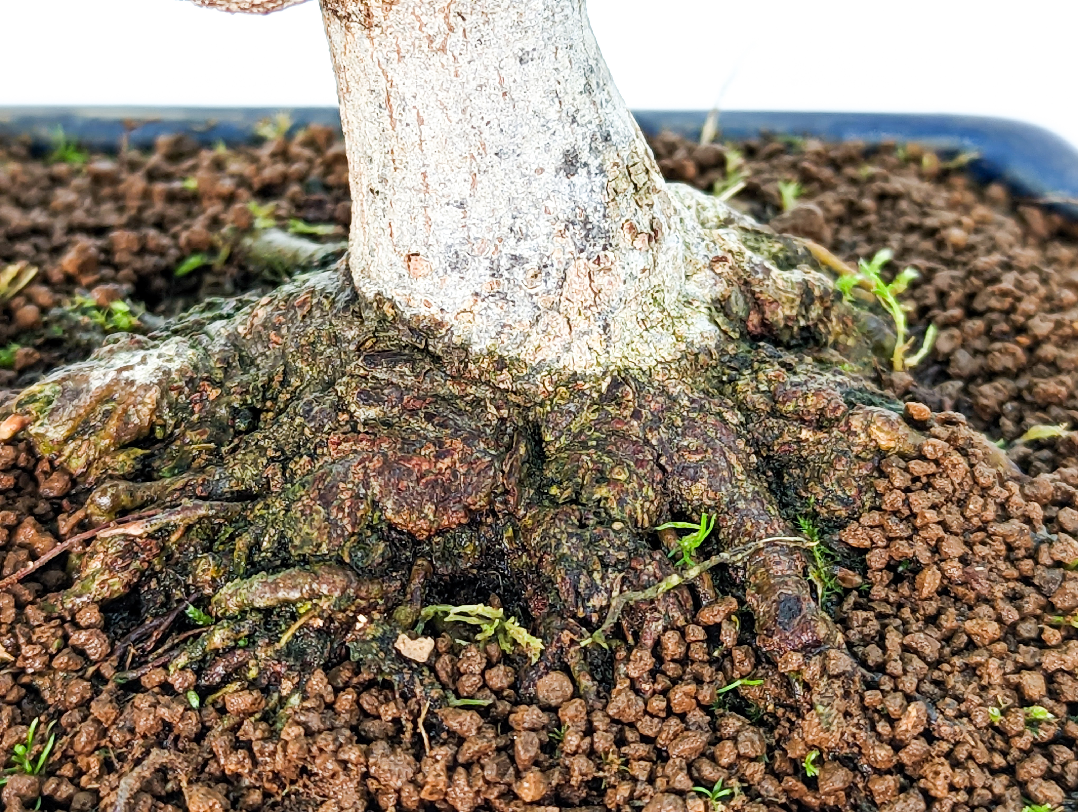 Bonsai Dreispitzahorn  - Acer buergerianum Shohin 10cm    