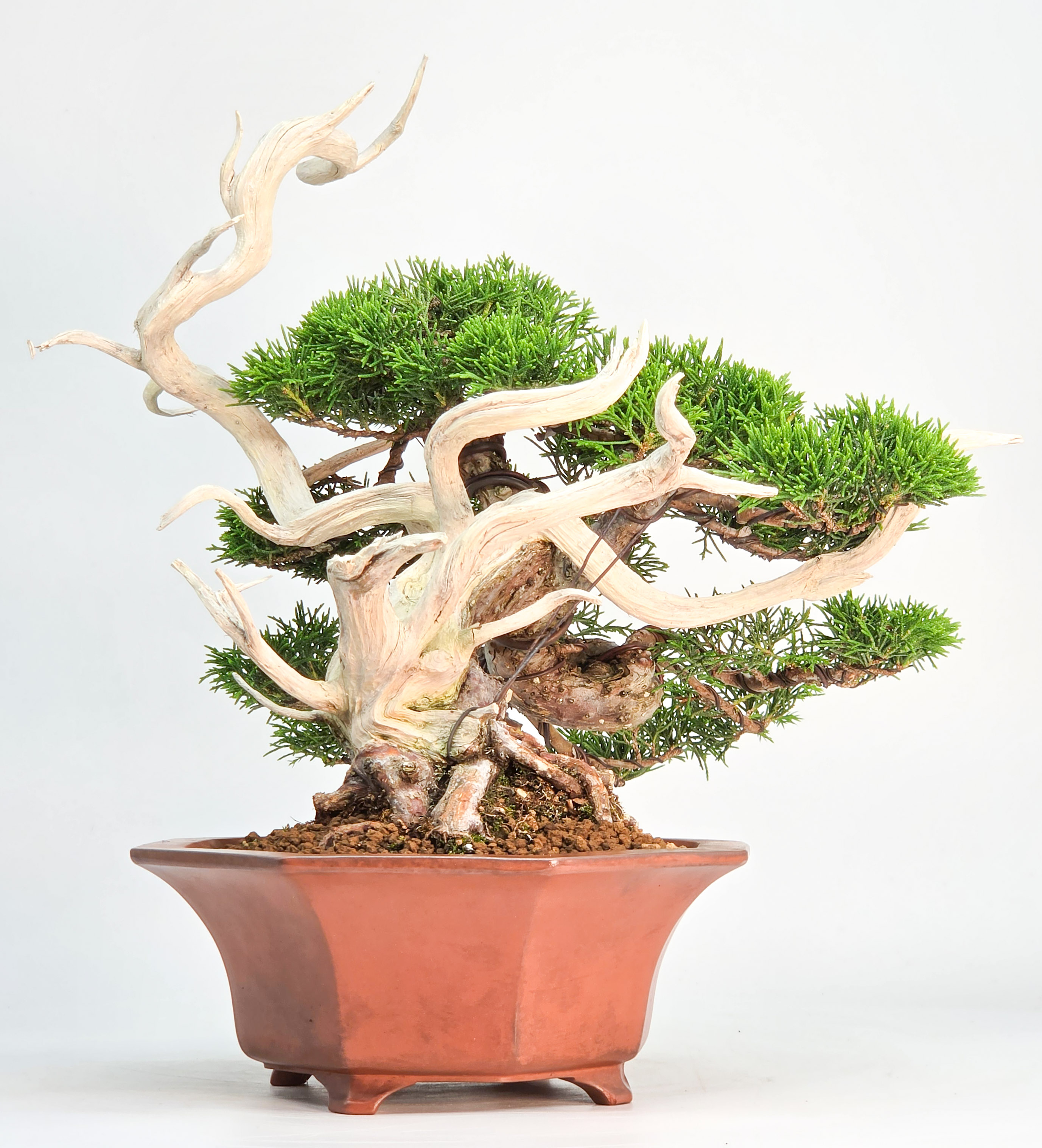 Bonsai Premium Wacholder - Juniperus chinensis Shohin 21cm