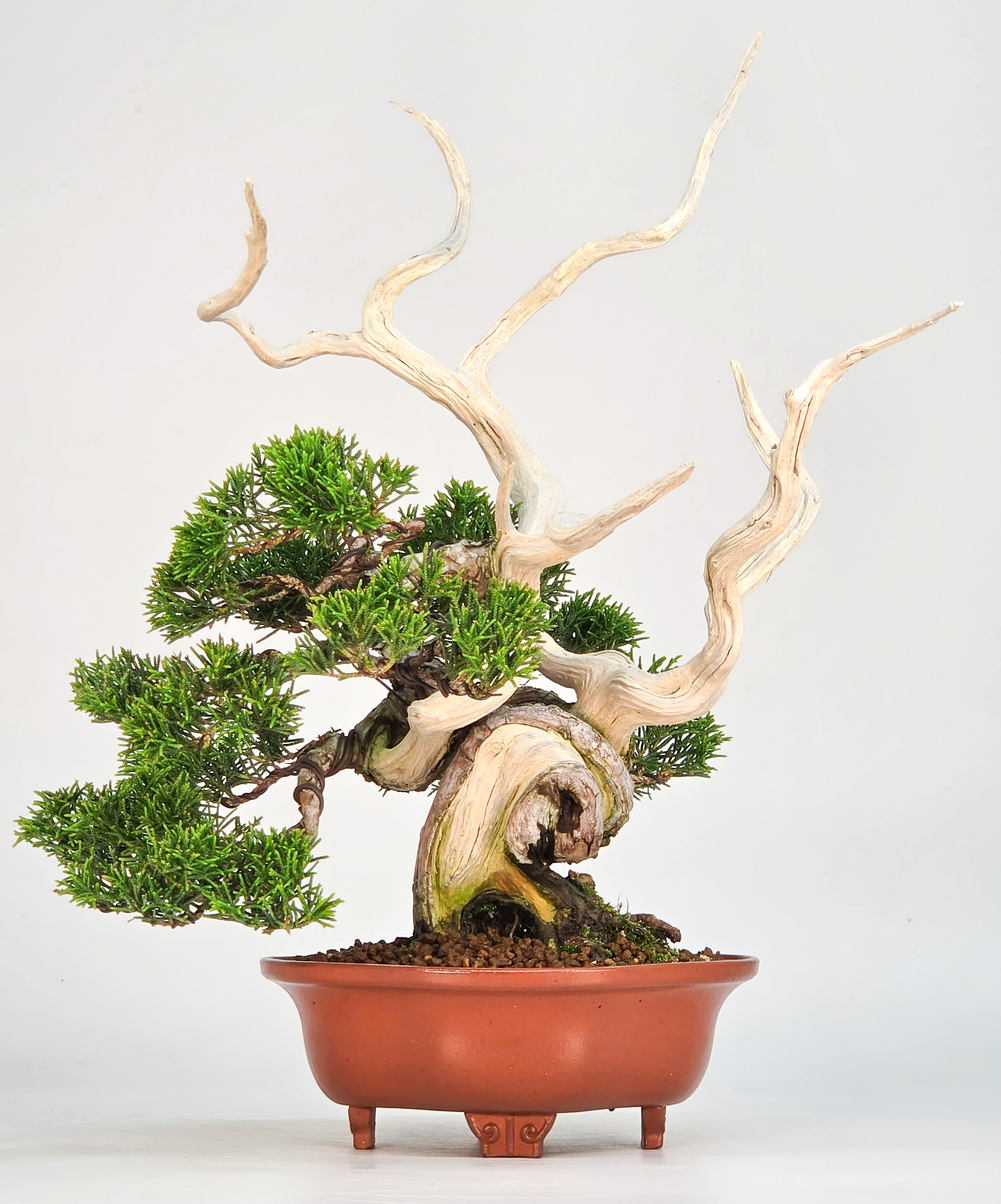 Bonsai Premium Wacholder - Juniperus chinensis 13/30cm Video!!