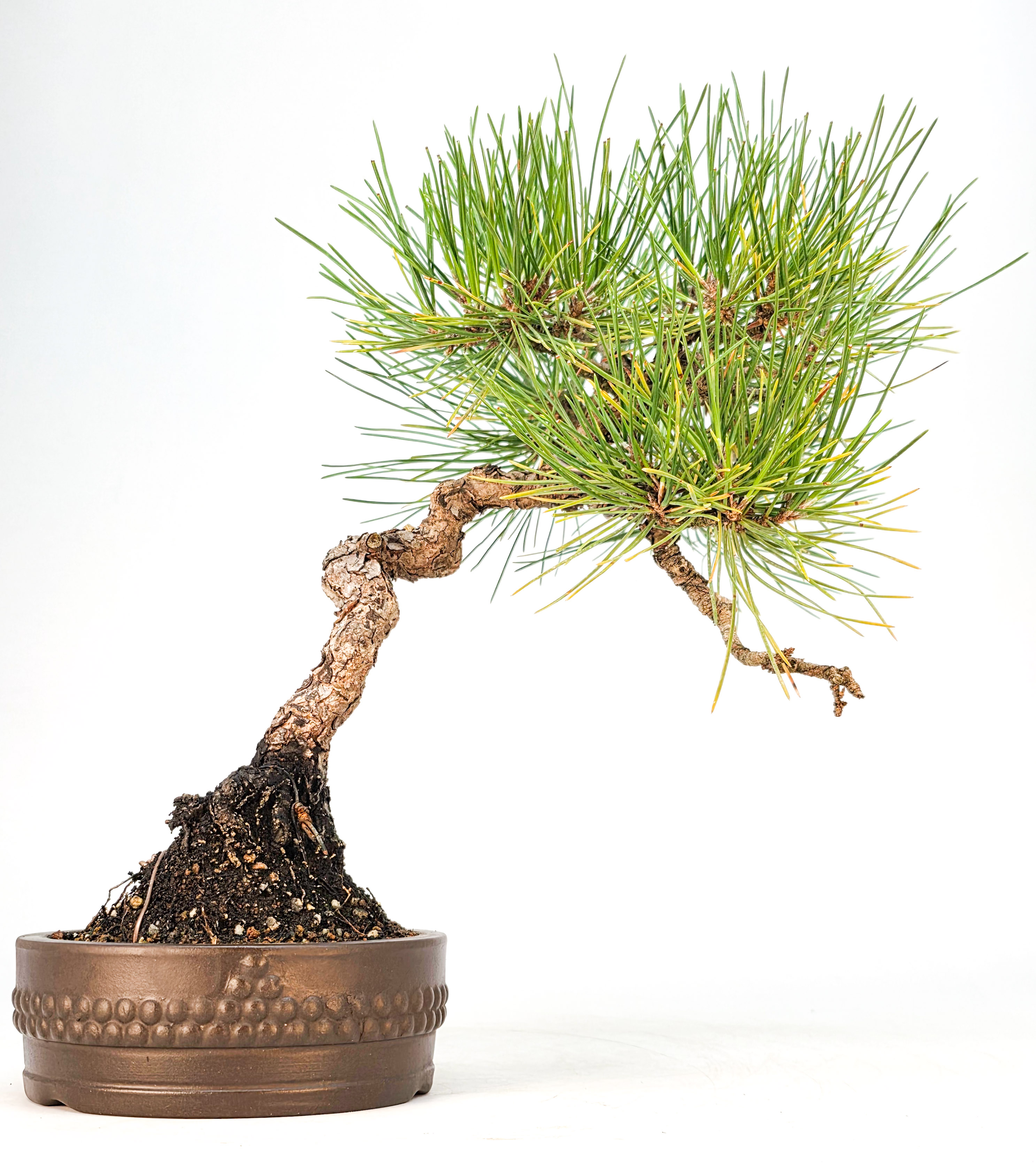 Bonsai Schwarzkiefer - Pinus thunbergii 27cm
