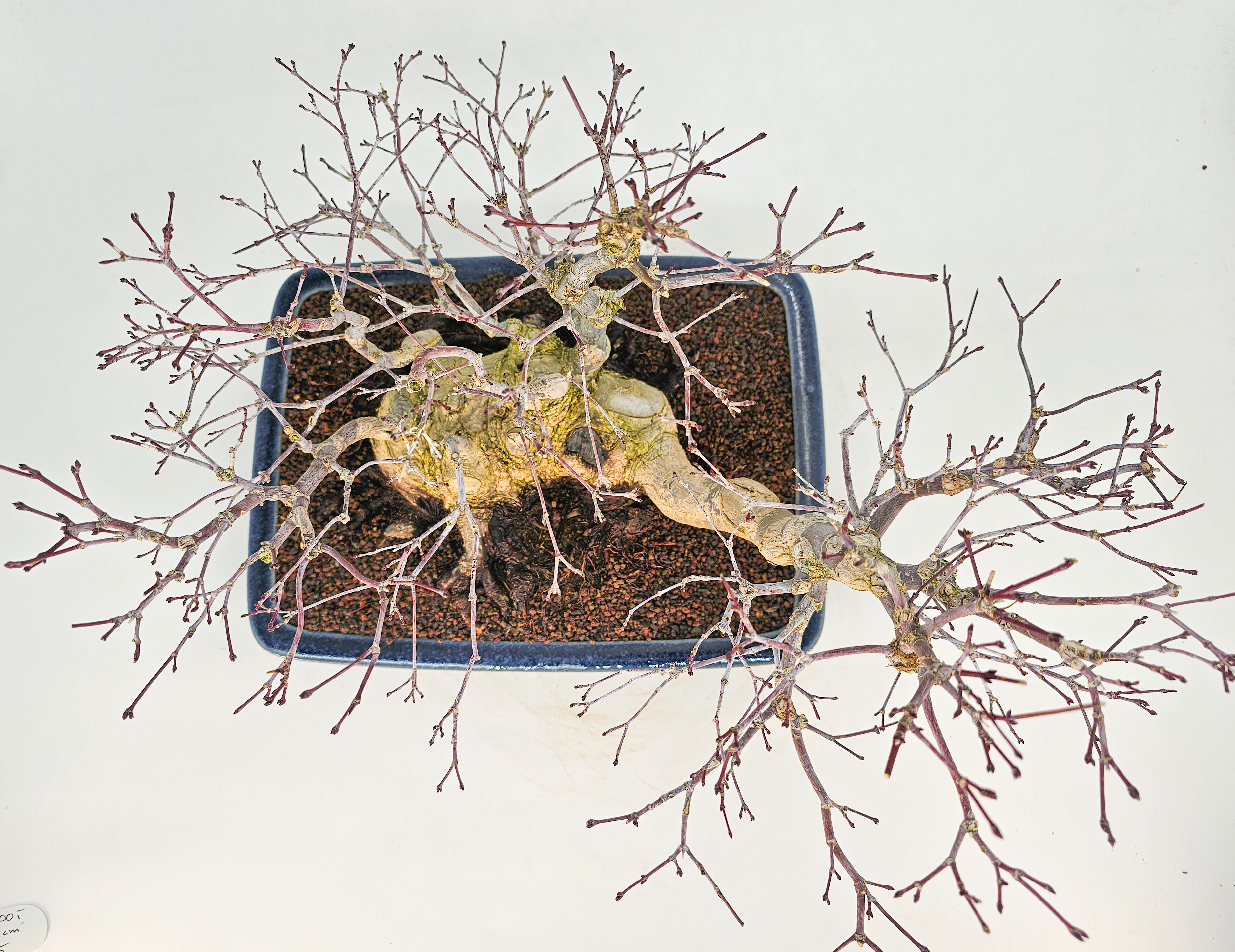 Bonsai Premium Fächerahorn - Acer palmatum Deshojo Shohin 21cm   