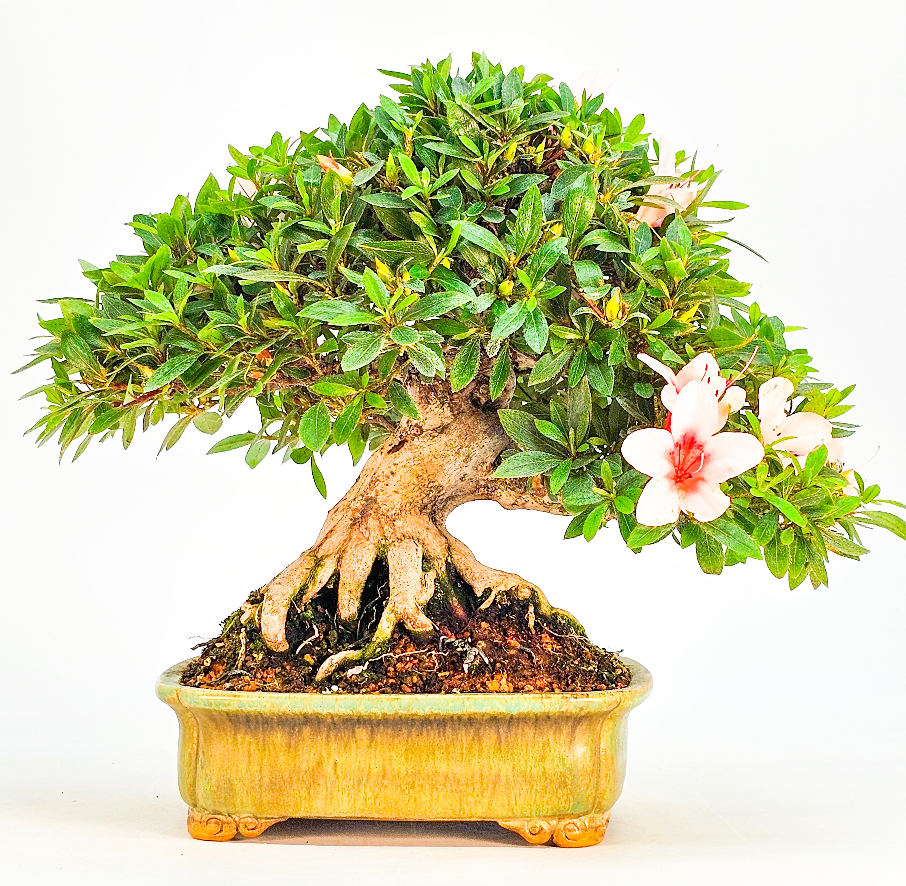 Bonsai Azalee Rhododendron indicum - Hi-no-maru - Shohin 19,5cm - Video!! Bonsai Azalee Rhododendron indicum - Hi-no-maru - Shohin 19,5cm - Video!!