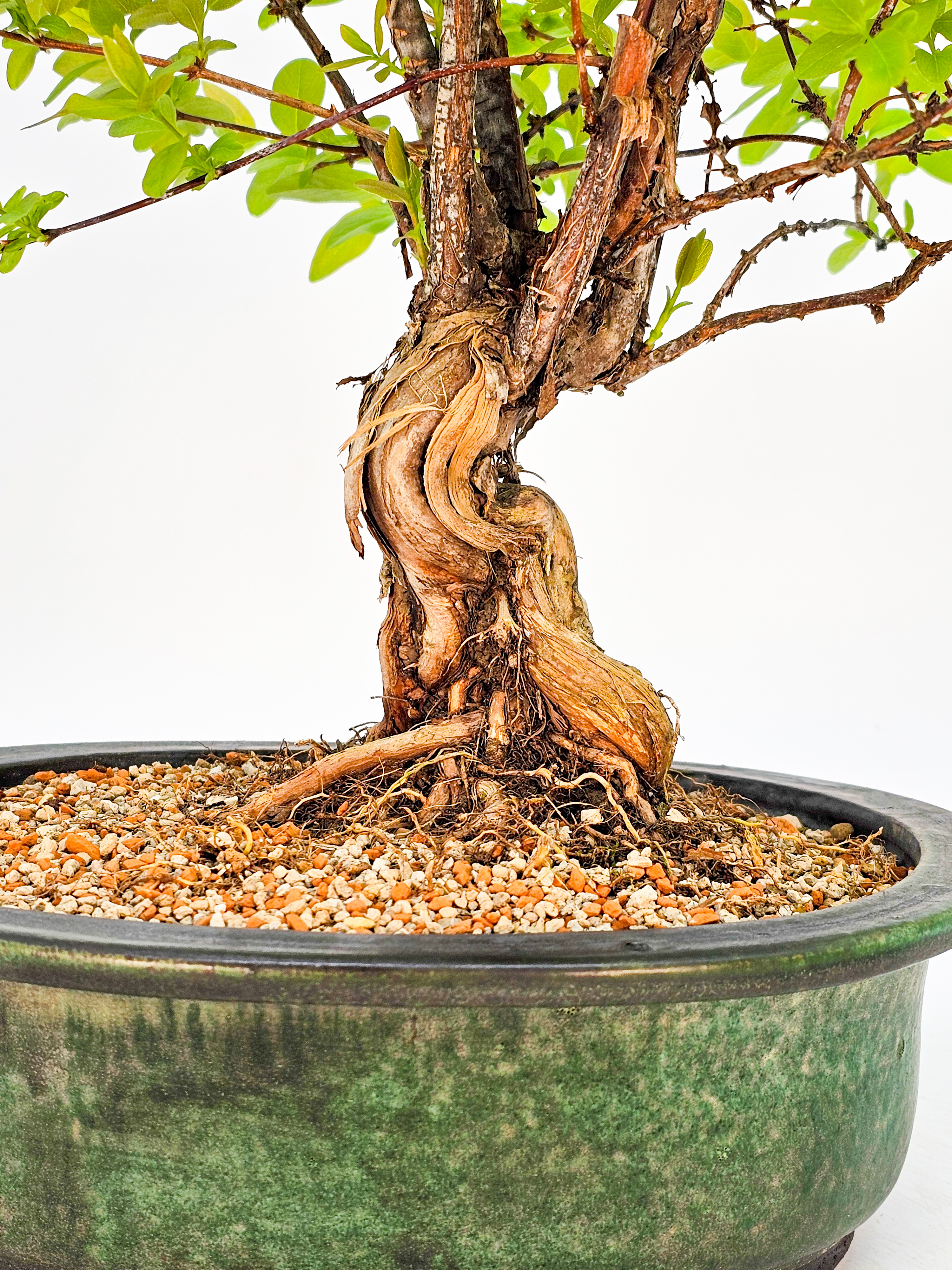 Bonsai Blaue Heckenkirsche - Lonicera caerulea 30cm