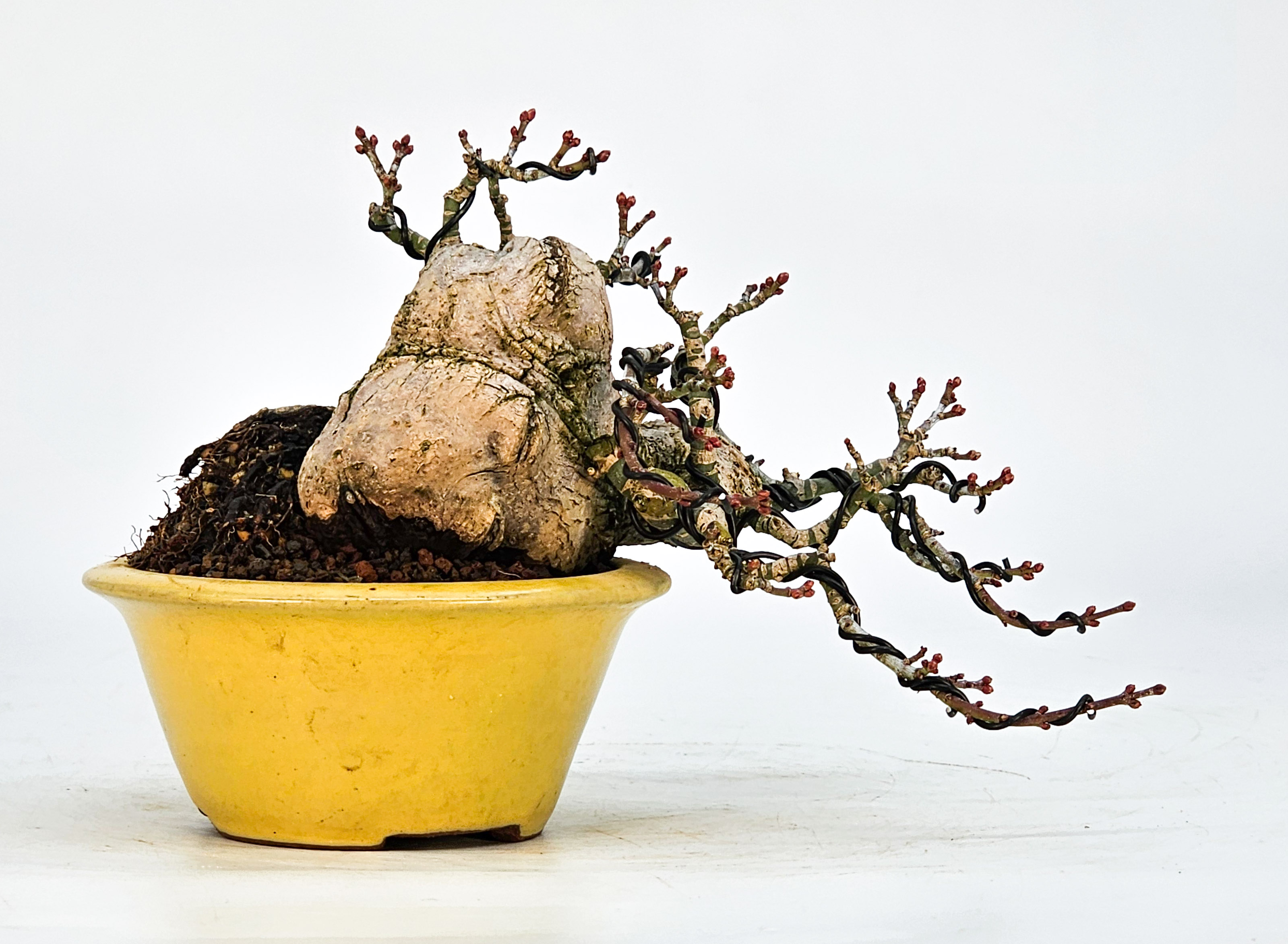 Bonsai Löwenkopfahorn- Acer palmatum Shishigashira Shohin 9cm