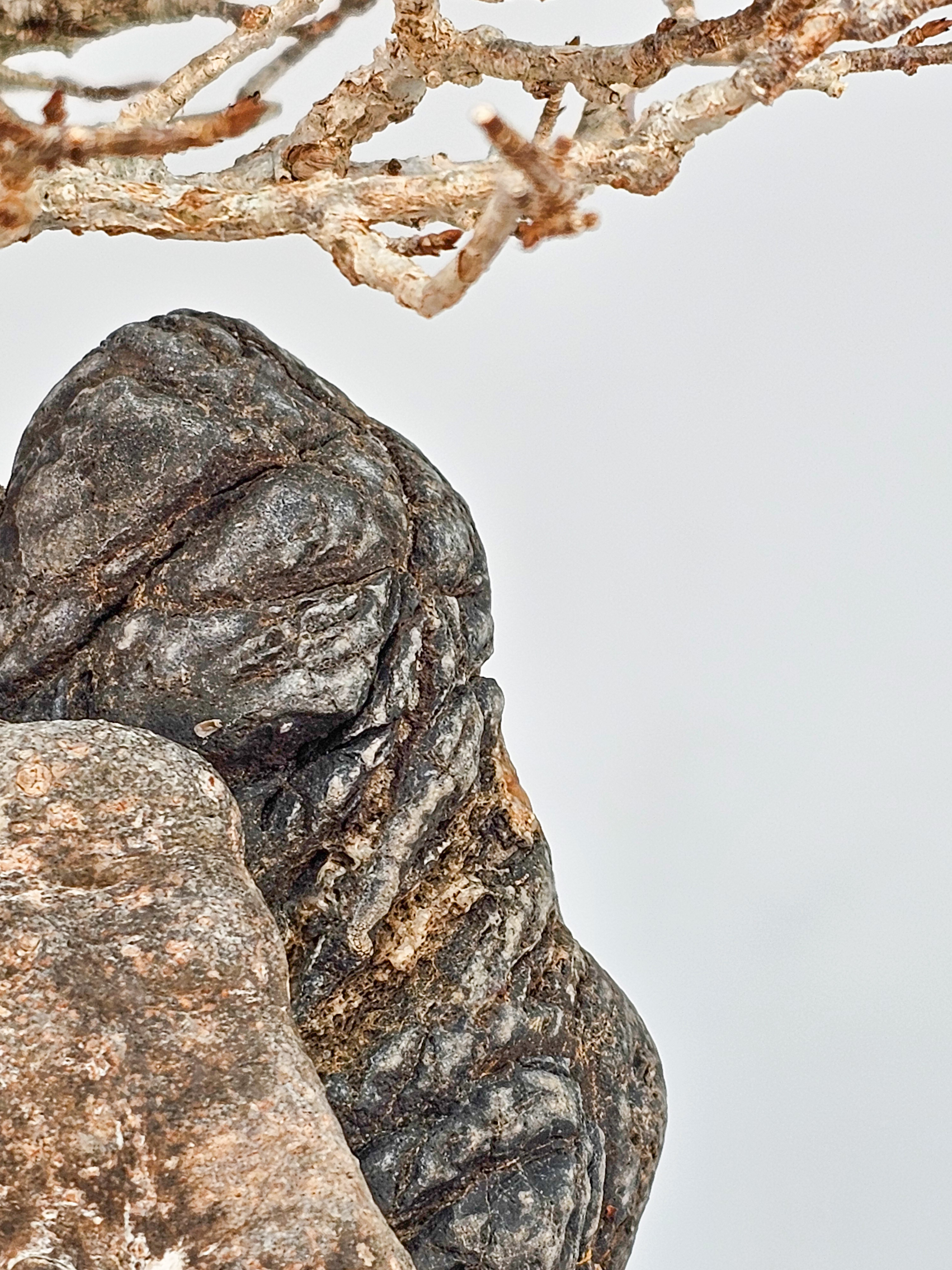 Bonsai Dreispitzahorn - Acer buergerianum Ishizuki Shohin 17cm  