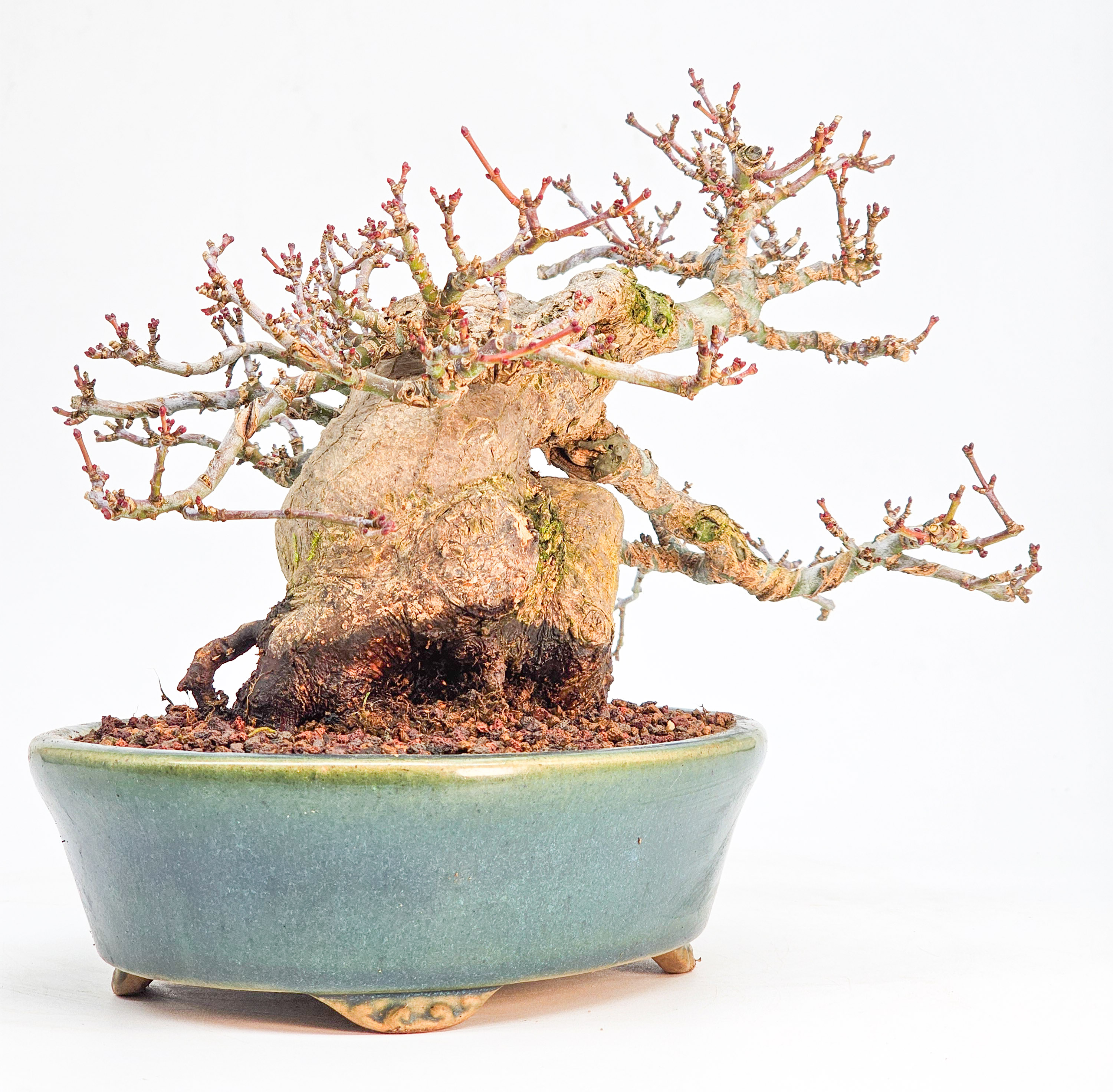 Bonsai Premium Löwenkopfahorn - Acer palmatum Shishigashira Shohin 14cm 