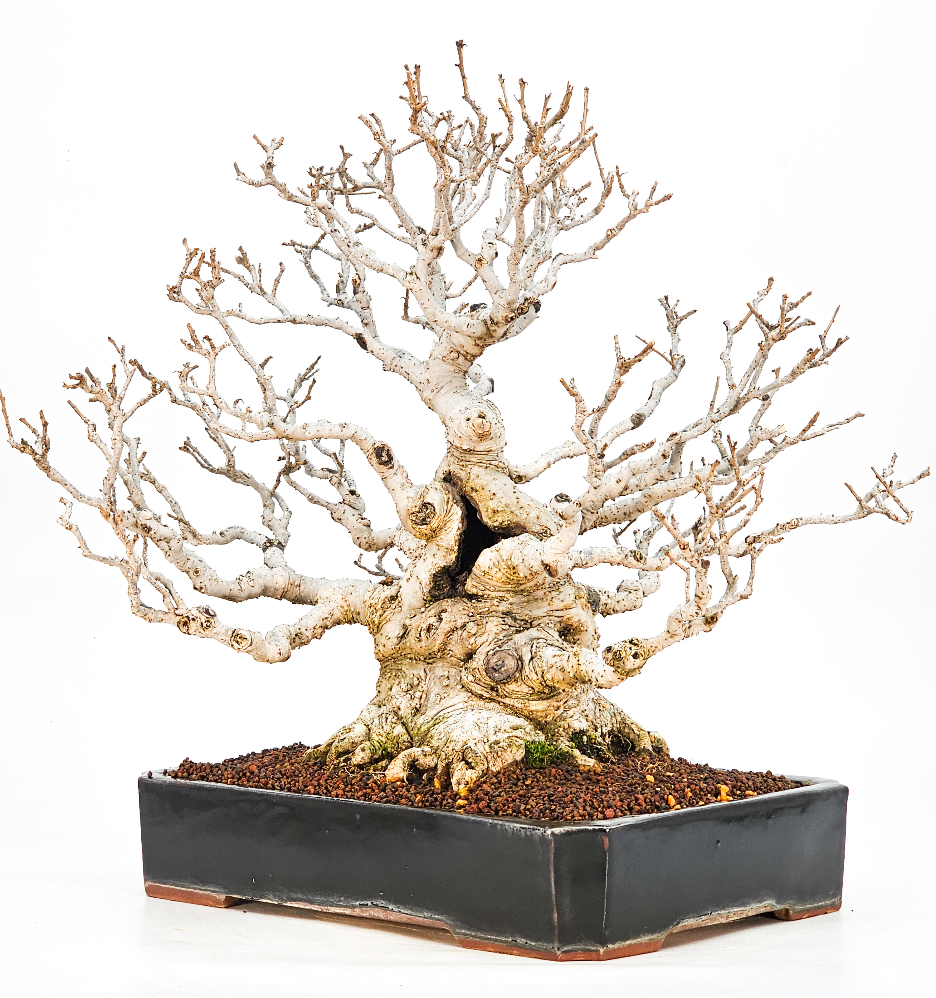 Bonsai Jap. Winterbeere - Ilex serrata 36cm Bonsai Jap. Winterbeere - Ilex serrata 36cm