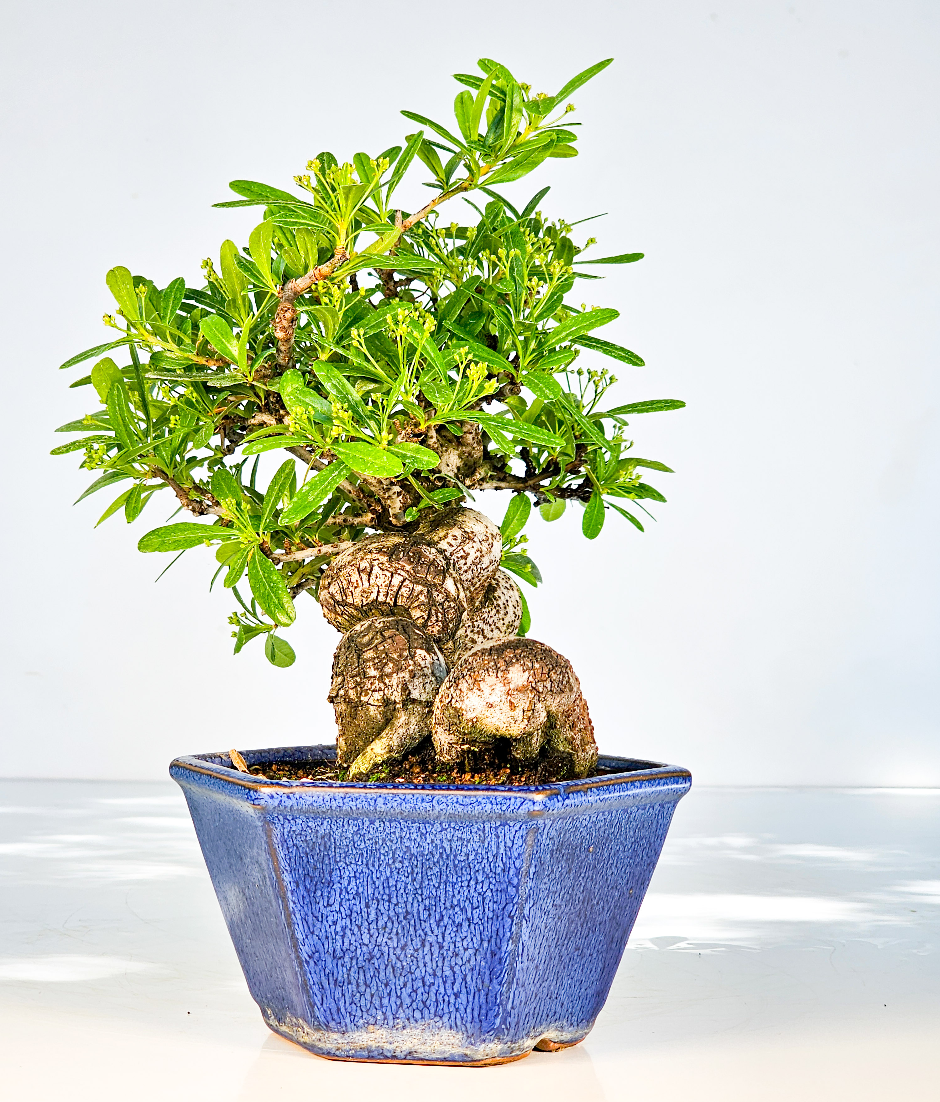 Bonsai Pyracantha - Feuerdorn Shohin 18cm  