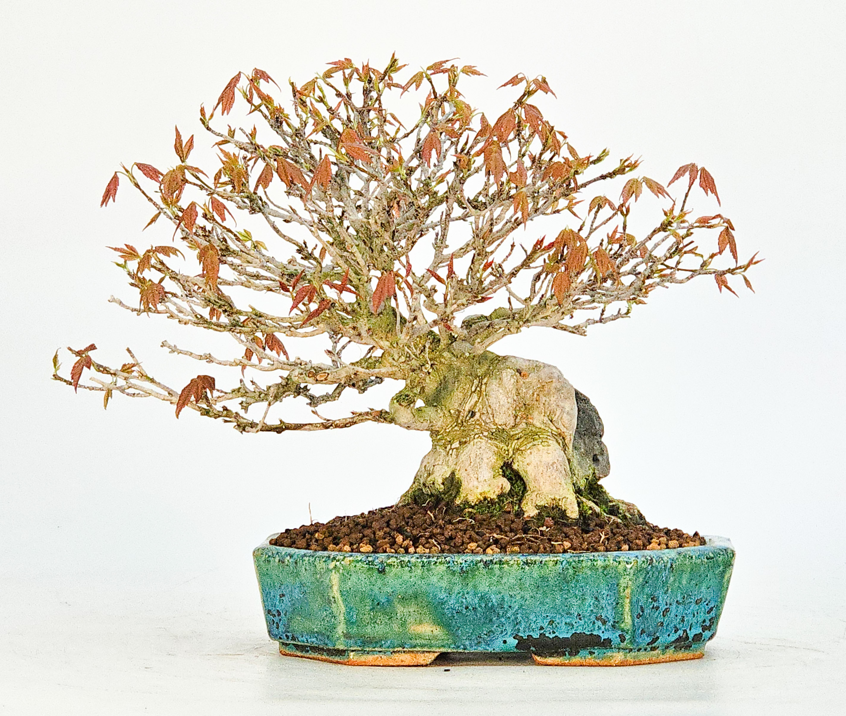Bonsai Premium Dreispitzahorn - Acer buergerianum Ishizuki Shohin 14,5cm 