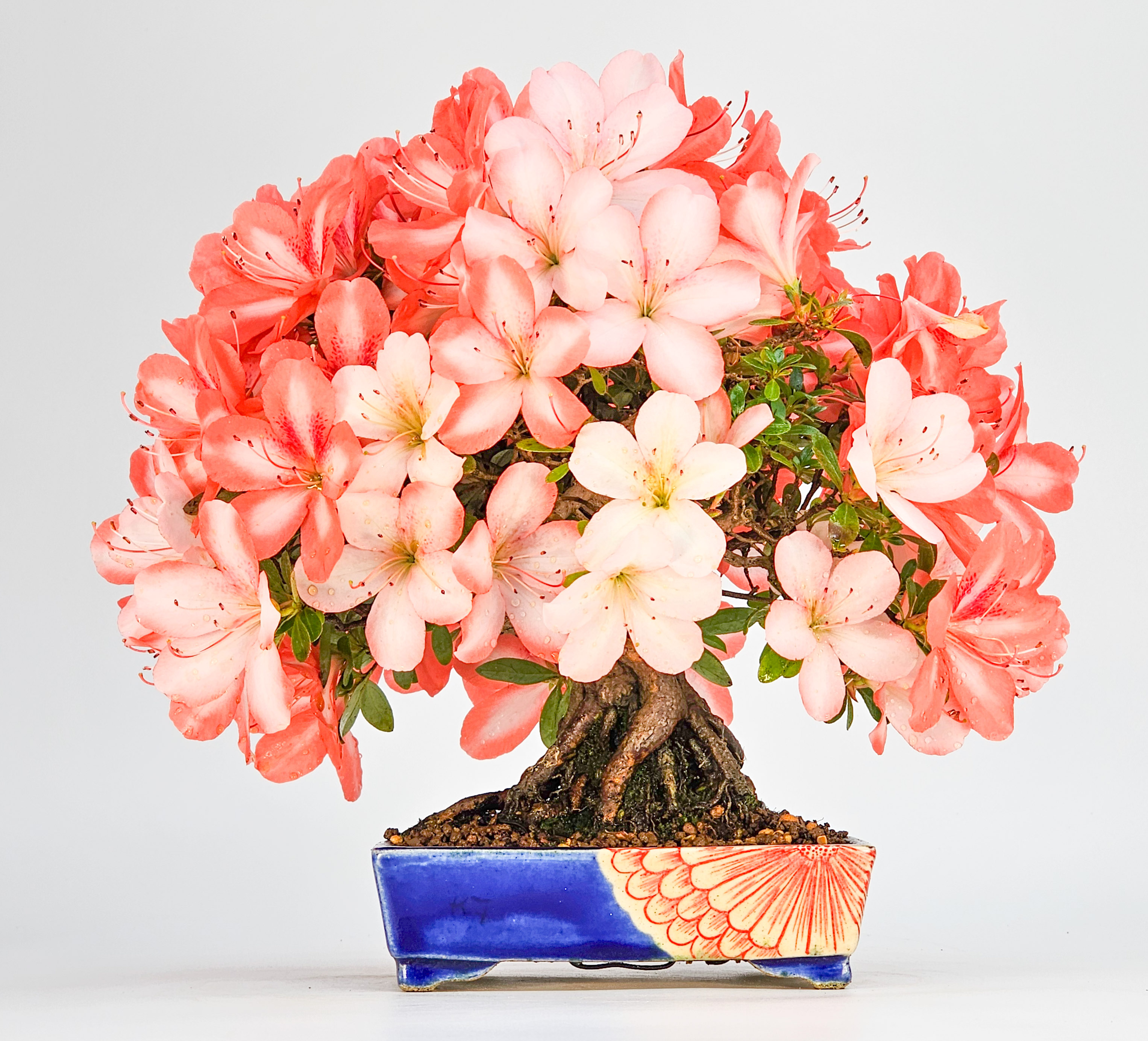 Bonsai Azalee - Rhododendron indicum - Yata no Kagami- Shohin 19cm Video!!